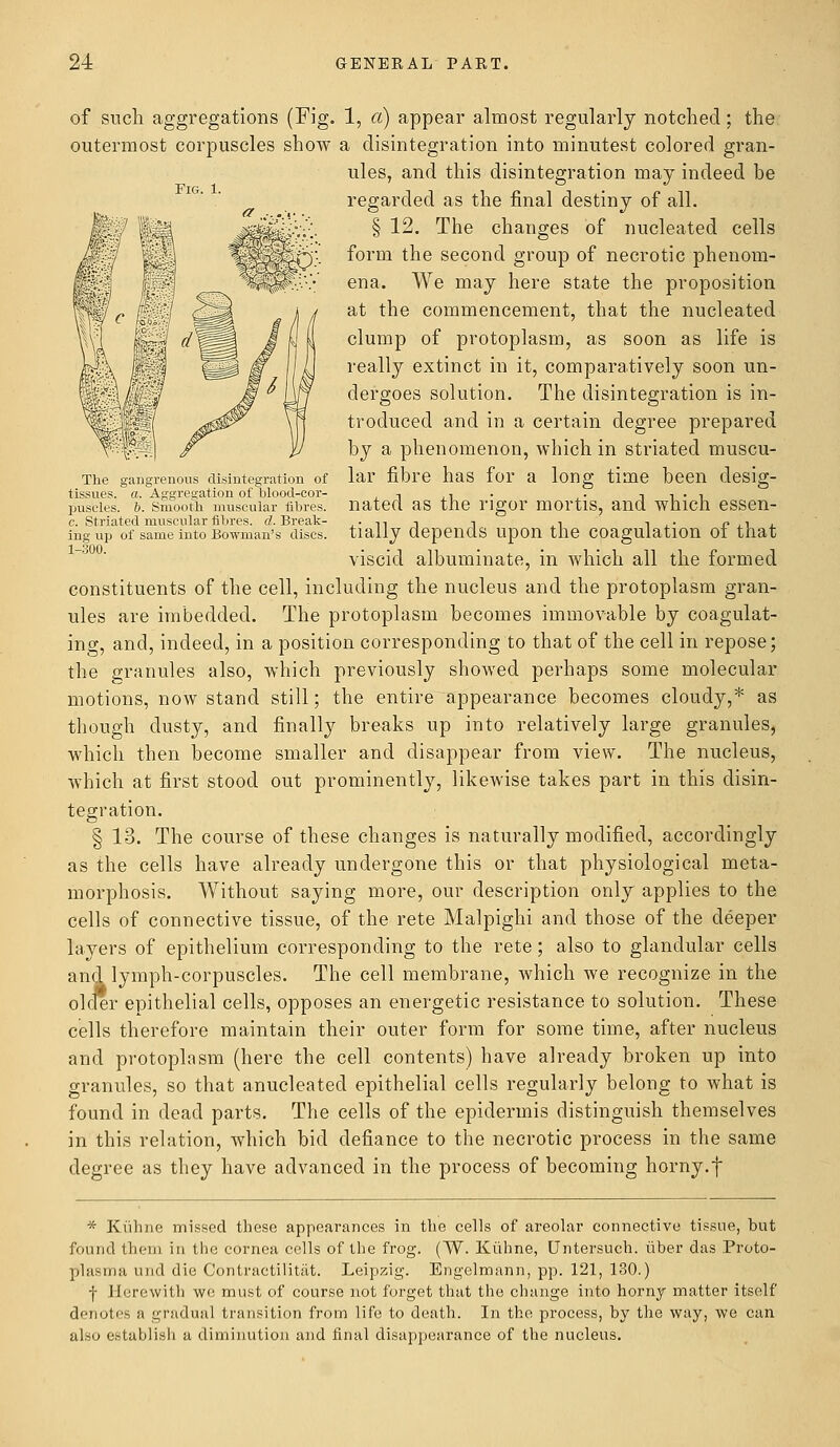 of such aggregations (Fig. 1, a) appear almost regularly notched; the outermost corpuscles show a disintegration into minutest colored gran- ules, and this disintegration may indeed be regarded as the final destiny of all. § 12. The changes of nucleated cells form the second group of necrotic phenom- ena. We may here state the proposition at the commencement, that the nucleated clump of protoplasm, as soon as life is really extinct in it, comparatively soon un- dergoes solution. The disintegration is in- troduced and in a certain degree prepared by a phenomenon, which in striated muscu- The gangrenous disintegration of lar fibre has for a long time been desig- tissues. a. Aggregation of blood-cor- •■ , . . i i • 1 puseies. 6. Smooth muscular fibres, nated as the rigor mortis, and which essen- c. Striated muscular fibres, d. Break- , • n i i , i i , ■ r> , 1 ^ ingup of same into Bowman's discs, ti'dllj depends upon the coagulation ot that viscid albuminate, in which all the formed constituents of the cell, including the nucleus and the protoplasm gran- ules are imbedded. The protoplasm becomes immovable by coagulat- ing, and, indeed, in a position corresponding to that of the cell in repose; the granules also, which previously showed perhaps some molecular motions, now stand still; the entire appearance becomes cloudy,* as though dusty, and finally breaks up into relatively large granules, which then become smaller and disappear from view. The nucleus, which at first stood out prominently, likewise takes part in this disin- tegration. § 13. The course of these changes is naturally modified, accordingly as the cells have already undergone this or that physiological meta- morphosis. Without saying more, our description only applies to the cells of connective tissue, of the rete Malpighi and those of the deeper layers of epithelium corresponding to the rete; also to glandular cells and lymph-corpuscles. The cell membrane, which we recognize in the older epithelial cells, opposes an energetic resistance to solution. These cells therefore maintain their outer form for some time, after nucleus and protoplasm (here the cell contents) have already broken up into granules, so that anucleated epithelial cells regularly belong to what is found in dead parts. The cells of the epidermis distinguish themselves in this relation, which bid defiance to the necrotic process in the same degree as they have advanced in the process of becoming horny.f * Kvihne missed these appearances in the cells of areolar connective tissue, but found them in the cornea cells of the frog. (W. Kiihne, Untersuch. iiber das Proto- plasma und die Contractilitat. Leipzig. Engelmann, pp. 121, 130.) ■j- Herewith we must of course not forget that the change into horny matter itself denotes a gradual transition from life to death. In the process, by the way, we can also establish a diminution and final disappearance of the nucleus.