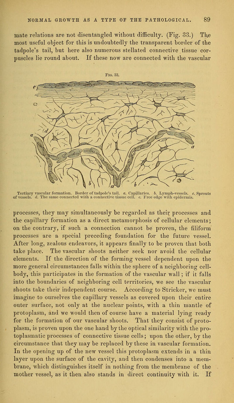 mate relations are not disentangled without difficulty. (Fig. 33.) The most useful object for this is undoubtedly the transparent border of the tadpole's tail, but here also numerous stellated connective tissue cor- puscles lie round about. If these now are connected with the vascular Fig. 33. Tertiary vascular formation. Border of tadpole's tail. a. Capillaries. 6. Lymph-vessels, c. Sprouts of vessels, d. The same connected with a connective tissue cell. e. Free edge with epidermis. processes, they may simultaneously be regarded as their processes and the capillary formation as a direct metamorphosis of cellular elements; on the contrary, if such a connection cannot be proven, the filiform processes are a special preceding foundation for the future vessel. After long, zealous endeavors, it appears finally to be proven that both take place. The vascular shoots neither seek nor avoid the cellular elements. If the direction of the forming vessel dependent upon the more general circumstances falls within the sphere of a neighboring cell- body, this participates in the formation of the vascular wall; if it falls into the boundaries of neighboring cell territories, we see the vascular shoots take their independent course. According to Strieker, we must imagine to ourselves the capillary vessels as covered upon their entire outer surface, not only at the nuclear points, with a thin mantle of protoplasm, and we would then of course have a material lying ready for the formation of our vascular shoots. That they consist of proto- plasm, is proven upon the one hand by the optical similarity with the pro- toplasmatic processes of connective tissue cells; upon the other, by the circumstance that they may be replaced by these in vascular formation. In the opening up of the new vessel this protoplasm extends in a thin layer upon the surface of the cavity, and then condenses into a mem- brane, which distinguishes itself in nothing from the membrane of the mother vessel, as it then also stands in direct continuity with it. If