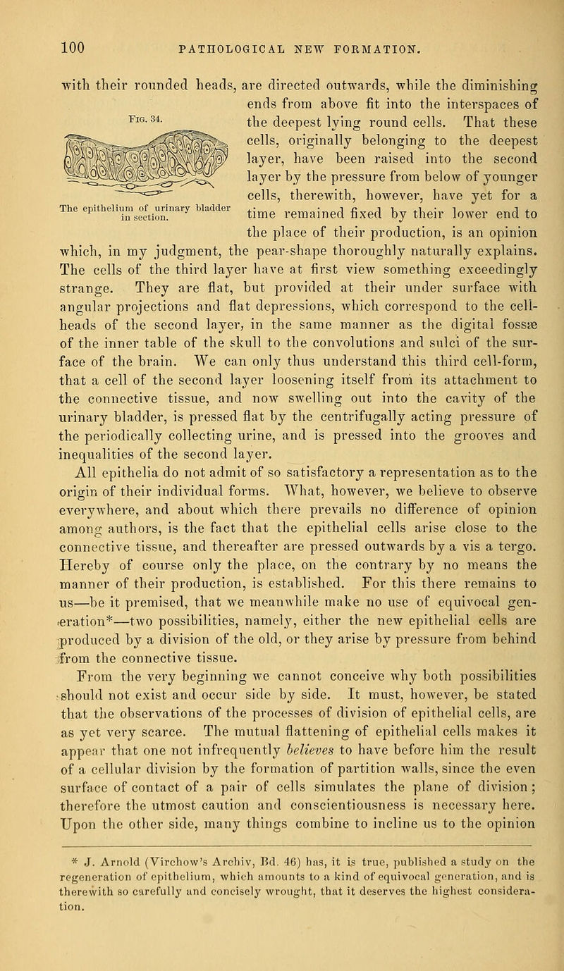 with their rounded heads, are directed outwards, while the diminishing ends from above fit into the interspaces of FlG-34 the deepest lying round cells. That these cells, originally belonging to the deepest layer, have been raised into the second layer by the pressure from below of younger cells, therewith, however, have yet for a The epithelium tf.urinary bladder tjme remajned fixed by thejr ]ower end to the place of their production, is an opinion which, in my judgment, the pear-shape thoroughly naturally explains. The cells of the third layer have at first view something exceedingly strange. They are flat, but provided at their under surface with angular projections and flat depressions, which correspond to the cell- heads of the second layer, in the same manner as the digital fossae of the inner table of the skull to the convolutions and sulci of the sur- face of the brain. We can only thus understand this third cell-form, that a cell of the second layer loosening itself from its attachment to the connective tissue, and now swelling out into the cavity of the urinary bladder, is pressed flat by the centrifugally acting pressure of the periodically collecting urine, and is pressed into the grooves and inequalities of the second layer. All epithelia do not admit of so satisfactory a representation as to the origin of their individual forms. What, however, we believe to observe everywhere, and about which there prevails no difference of opinion among authors, is the fact that the epithelial cells arise close to the connective tissue, and thereafter are pressed outwards by a vis a tergo. Hereby of course only the place, on the contrary by no means the manner of their production, is established. For this there remains to us—be it premised, that we meanwhile make no use of equivocal gen- eration*—two possibilities, namely, either the new epithelial cells are ^produced by a division of the old, or they arise by pressure from behind -;from the connective tissue. From the very beginning we cannot conceive why both possibilities ^ should not exist and occur side by side. It must, however, be stated that the observations of the processes of division of epithelial cells, are as yet very scarce. The mutual flattening of epithelial cells makes it appear that one not infrequently believes to have before him the result of a cellular division by the formation of partition walls, since the even surface of contact of a pair of cells simulates the plane of division ; therefore the utmost caution and conscientiousness is necessary here. Upon the other side, many things combine to incline us to the opinion * J. Arnold (Virchow's Archiv, Bel. 46) has, it Is true, published a study on the regeneration of epithelium, which amounts to a kind of equivocal generation, and is therewith so carefully and concisely wrought, that it deserves the highest considera- tion.