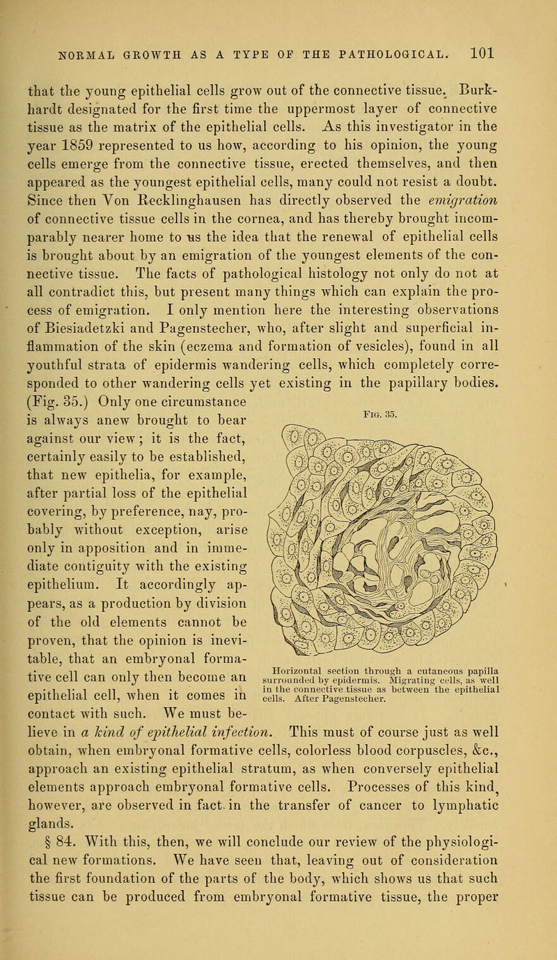 that the young epithelial cells grow out of the connective tissue. Burk- hardt designated for the first time the uppermost layer of connective tissue as the matrix of the epithelial cells. As this investigator in the year 1859 represented to us how, according to his opinion, the young cells emerge from the connective tissue, erected themselves, and then appeared as the youngest epithelial cells, many could not resist a doubt. Since then Von Recklinghausen has directly observed the emigration of connective tissue cells in the cornea, and has thereby brought incom- parably nearer home to us the idea that the renewal of epithelial cells is brought about by an emigration of the youngest elements of the con- nective tissue. The facts of pathological histology not only do not at all contradict this, but present many things which can explain the pro- cess of emigration. I only mention here the interesting observations of Biesiadetzki and Pagenstecher, who, after slight and superficial in- flammation of the skin (eczema and formation of vesicles), found in all youthful strata of epidermis wandering cells, which completely corre- sponded to other wandering cells yet existing in the papillary bodies. (Fig. 35.) Only one circumstance is always anew brought to bear against our view; it is the fact, certainly easily to be established, that new epithelia, for example, after partial loss of the epithelial covering, by preference, nay, pro- bably without exception, arise only in apposition and in imme- diate contiguity with the existing epithelium. It accordingly ap- pears, as a production by division of the old elements cannot be proven, that the opinion is inevi- table, that an embryonal forma- tive cell can only then become an epithelial cell, when it comes in contact with such. We must be- lieve in a kind of epithelial infection. This must of course just as well obtain, when embryonal formative cells, colorless blood corpuscles, &c, approach an existing epithelial stratum, as when conversely epithelial elements approach embryonal formative cells. Processes of this kind^ however, are observed in fact- in the transfer of cancer to lymphatic glands. § 84. With this, then, we will conclude our review of the physiologi- cal new formations. We have seen that, leaving out of consideration the first foundation of the parts of the body, which shows us that such tissue can be produced from embryonal formative tissue, the proper Horizontal section through a cutaneous papilla surrounded by epidermis. Migrating cells, as well in the connective tissue as between the epithelial cells. After Pagenstecher.
