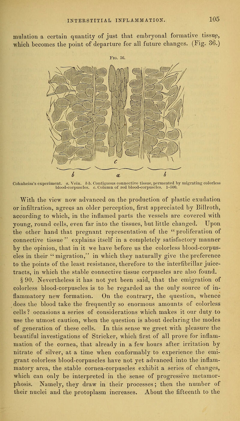 mulation a certain quantity of just that embryonal formative tissue, which becomes the point of departure for all future changes. (Fig. 36.) Fig. 36. Colmheim's experiment, a. Vein. 6 6. Contiguous connective tissue, permeated by migrating colorless blood-corpuscles, c. Column of red blood-corpuscles. 1-500. With the view now advanced on the production of plastic exudation or infiltration, agrees an older perception, first appreciated by Billroth, according to which, in the inflamed parts the vessels are covered with young, round cells, even far into the tissues, but little changed. Upon the other hand that pregnant representation of the  proliferation of connective tissue  explains itself in a completely satisfactory manner by the opinion, that in it we have before us the colorless blood-corpus- cles in their migration, in which they naturally give the preference to the points of the least resistance, therefore to the interfibrillar juice- tracts, in which the stable connective tissue corpuscles are also found. § 90. Nevertheless it has not yet been said, that the emigration of colorless blood-corpuscles is to be regarded as the only source of in- flammatory new formation. On the contrary, the question, whence does the blood take the frequently so enormous amounts of colorless cells ? occasions a series of considerations which makes it our duty to use the utmost caution, when the question is about declaring the modes of generation of these cells. In this sense we greet with pleasure the beautiful investigations of Strieker, which first of all prove for inflam- mation of the cornea, that already in a few hours after irritation by nitrate of silver, at a time when conformably to experience the emi- grant colorless blood-corpuscles have not yet advanced into the inflam- matory area, the stable cornea-corpuscles exhibit a series of changes, which can only be interpreted in the sense of progressive metamor- phosis. Namely, they draw in their processes; then the number of their nuclei and the protoplasm increases. About the fifteenth to the