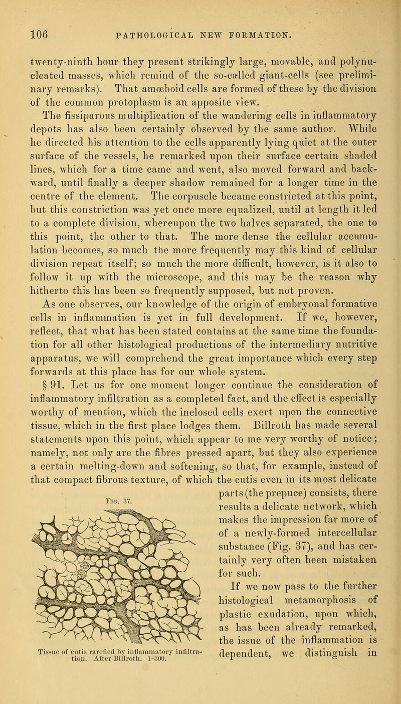 twenty-ninth hour they present strikingly large, movable, and polynu- cleated masses, which remind of the so-called giant-cells (see prelimi- nary remarks). That amoeboid cells are formed of these by the division of the common protoplasm is an apposite view. The fissiparous multiplication of the wandering cells in inflammatory depots has also been certainly observed by the same author. While he directed his attention to the cells apparently lying quiet at the outer surface of the vessels, he remarked upon their surface certain shaded lines, which for a time came and went, also moved forward and back- ward, until finally a deeper shadow remained for a longer time in the centre of the element. The corpuscle became constricted at this point, but this constriction was yet once more equalized, until at length it led to a complete division, whereupon the two halves separated, the one to this point, the other to that. The more dense the cellular accumu- lation becomes, so much the more frequently may this kind of cellular division repeat itself; so much the more difficult, however, is it also to follow it up with the microscope, and this may be the reason why hitherto this has been so frequently supposed, but not proven. As one observes, our knowledge of the origin of embryonal formative cells in inflammation is yet in full development. If we, however, reflect, that what has been stated contains at the same time the founda- tion for all other histological productions of the intermediary nutritive apparatus, we will comprehend the great importance which every step forwards at this place has for our whole system. § 91. Let us for one moment longer continue the consideration of inflammatory infiltration as a completed fact, and the effect is especially worthy of mention, which the inclosed cells exert upon the connective tissue, which in the first place lodges them. Billroth has made several statements upon this point, which appear to me very worthy of notice; namely, not only are the fibres pressed apart, but they also experience a certain melting-down and softening, so that, for example, instead of that compact fibrous texture, of which the cutis even in its most delicate parts (the prepuce) consists, there results a delicate network, which makes the impression far more of of a newly-formed intercellular substance (Fig. 37), and has cer- tainly very often been mistaken for such. If we now pass to the further histological metamorphosis of plastic exudation, upon which, as has been already remarked, the issue of the inflammation is Tissue of cutis rarefied by inflammatory infiltra- dependent, We distinguish in tion. Alter Billroth. 1-uUO. r > o Fig. 37.