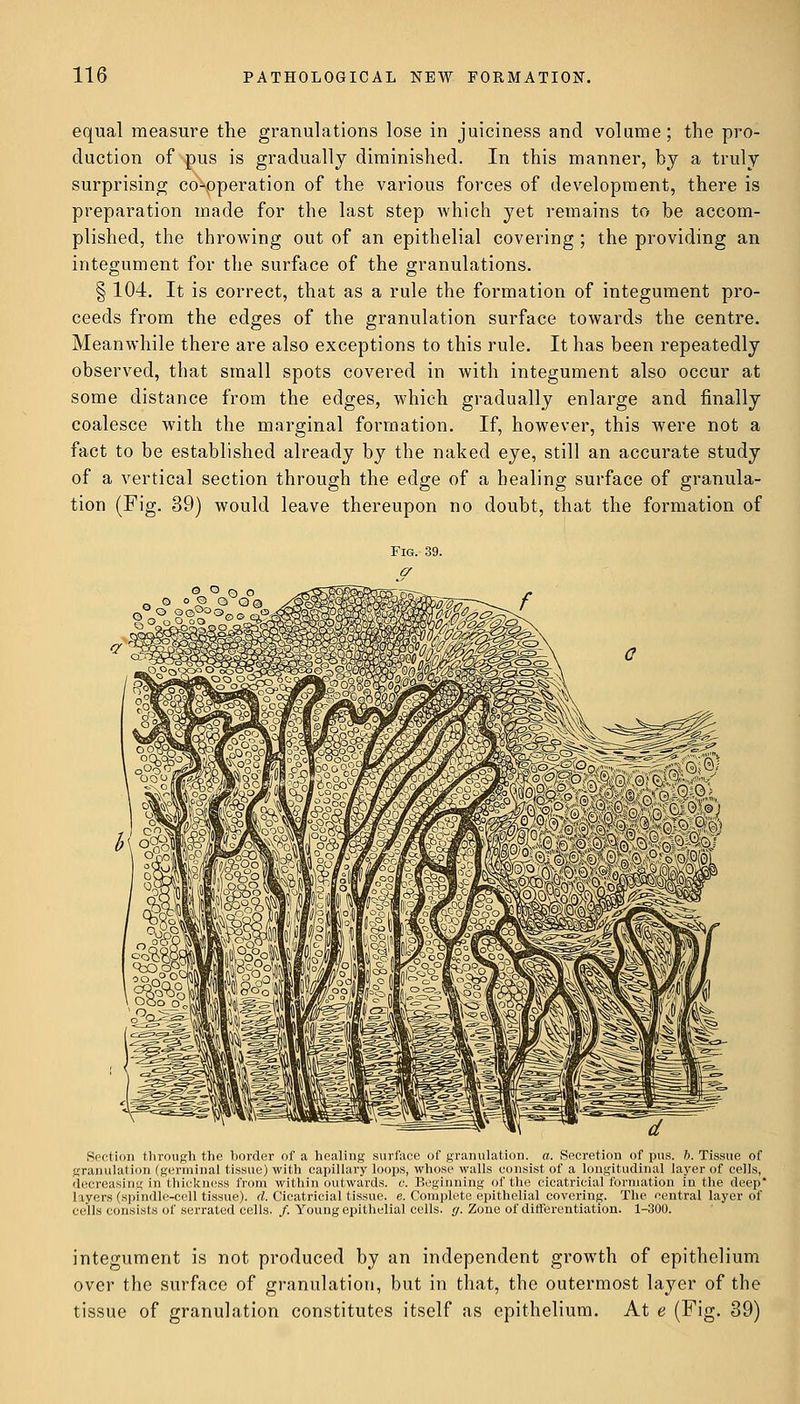 equal measure the granulations lose in juiciness and volume; the pro- duction of pus is gradually diminished. In this manner, by a truly surprising co-operation of the various forces of development, there is preparation made for the last step which yet remains to be accom- plished, the throwing out of an epithelial covering ; the providing an integument for the surface of the granulations. § 104. It is correct, that as a rule the formation of integument pro- ceeds from the edges of the granulation surface towards the centre. Meanwhile there are also exceptions to this rule. It has been repeatedly observed, that small spots covered in with integument also occur at some distance from the edges, which gradually enlarge and finally coalesce with the marginal formation. If, however, this were not a fact to be established already by the naked eye, still an accurate study of a vertical section through the edge of a healing surface of granula- tion (Fig. 39) would leave thereupon no doubt, that the formation of Section through the border of a healing surface of granulation, a. Secretion of pus. 6. Tissue of granulation (germinal tissue) with capillary loops, whose walls consist of a longitudinal layer of cells, decreasing in thickness from within outwards, o. Beginning of the cicatricial formation in the deep layers (spindle-cell tissue), d. Cicatricial tissue, e. Complete epithelial covering. The central layer of cells consists of serrated cells. /. Young epithelial cells, g. Zone of differentiation. 1-300. integument is not produced by an independent growth of epithelium over the surface of granulation, but in that, the outermost layer of the tissue of granulation constitutes itself as epithelium. At e (Fig. 39)