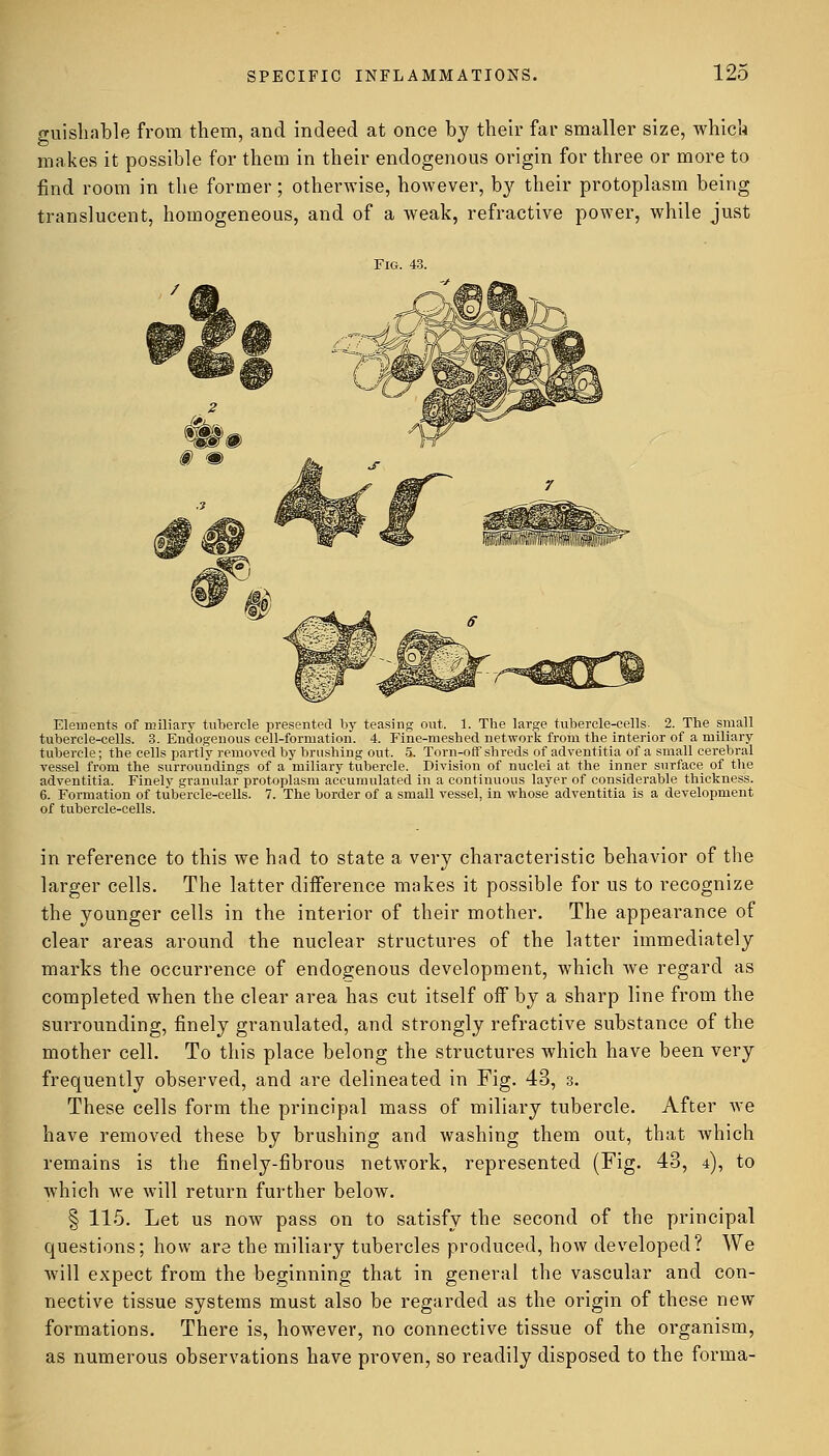 guishable from them, and indeed at once by their far smaller size, which makes it possible for them in their endogenous origin for three or more to find room in the former; otherwise, however, by their protoplasm being translucent, homogeneous, and of a weak, refractive power, while just Elements of miliary tubercle presented by teasing out. 1. The large tubercle-cells- 2. The small tubercle-cells. 3. Endogenous cell-formation. 4. Fine-meshed network from the interior of a miliary tubercle; the cells partly removed by brushing out. 5. Torn-off shreds of adventitia of a small cerebral vessel from the surroundings of a miliary tubercle. Division of nuclei at the inner surface of the adventitia. Finely granular protoplasm accumulated in a continuous layer of considerable thickness. 6. Formation of tubercle-cells. 7. The border of a small vessel, in whose adventitia is a development of tubercle-cells. in reference to this we had to state a very characteristic behavior of the larger cells. The latter difference makes it possible for us to recognize the younger cells in the interior of their mother. The appearance of clear areas around the nuclear structures of the latter immediately marks the occurrence of endogenous development, which we regard as completed when the clear area has cut itself off by a sharp line from the surrounding, finely granulated, and strongly refractive substance of the mother cell. To this place belong the structures which have been very frequently observed, and are delineated in Fig. 43, 3. These cells form the principal mass of miliary tubercle. After we have removed these by brushing and washing them out, that which remains is the finely-fibrous network, represented (Fig. 43, 4), to which we will return further below. § 115. Let us now pass on to satisfy the second of the principal questions; how are the miliary tubercles produced, how developed? We will expect from the beginning that in general the vascular and con- nective tissue systems must also be regarded as the origin of these new formations. There is, however, no connective tissue of the organism, as numerous observations have proven, so readily disposed to the forma-