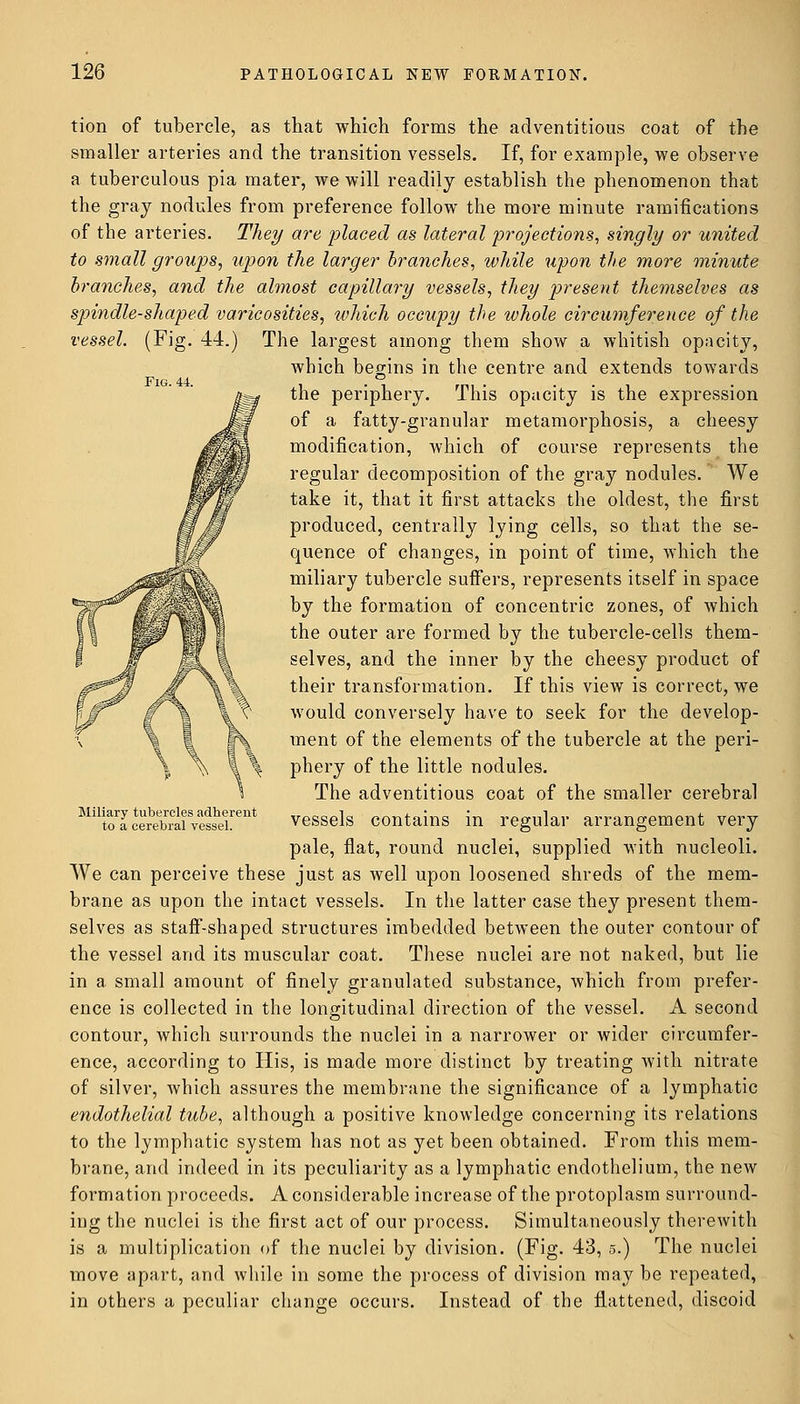 tion of tubercle, as that which forms the adventitious coat of the smaller arteries and the transition vessels. If, for example, we observe a tuberculous pia mater, we will readily establish the phenomenon that the gray nodules from preference follow the more minute ramifications of the arteries. They are placed as lateral projections, singly or united to small groups, upon the larger branches, while upon the more minute branches, and the almost capillary vessels, they present themselves as spindle-shaped varicosities, which occupy the whole circumference of the vessel. (Fig. 44.) The largest among them show a whitish opacity, which begins in the centre and extends towards TTt/-. A A ° the periphery. This opacity is the expression of a fatty-granular metamorphosis, a cheesy modification, which of course represents the regular decomposition of the gray nodules. We take it, that it first attacks the oldest, the first produced, centrally lying cells, so that the se- quence of changes, in point of time, which the miliary tubercle suffers, represents itself in space by the formation of concentric zones, of which the outer are formed by the tubercle-cells them- selves, and the inner by the cheesy product of their transformation. If this view is correct, we would conversely have to seek for the develop- ment of the elements of the tubercle at the peri- phery of the little nodules. The adventitious coat of the smaller cerebral vessels contains in regular arrangement very pale, flat, round nuclei, supplied with nucleoli. We can perceive these just as well upon loosened shreds of the mem- brane as upon the intact vessels. In the latter case they present them- selves as staff-shaped structures imbedded between the outer contour of the vessel and its muscular coat. These nuclei are not naked, but lie in a small amount of finely granulated substance, which from prefer- ence is collected in the longitudinal direction of the vessel. A second contour, which surrounds the nuclei in a narrower or wider circumfer- ence, according to His, is made more distinct by treating with nitrate of silver, which assures the membrane the significance of a lymphatic endothelial tube, although a positive knowledge concerning its relations to the lymphatic system has not as yet been obtained. From this mem- brane, and indeed in its peculiarity as a lymphatic endothelium, the new formation proceeds. A considerable increase of the protoplasm surround- ing the nuclei is the first act of our process. Simultaneously therewith is a multiplication of the nuclei by division. (Fig. 43, 5.) The nuclei move apart, and while in some the process of division may be repeated, in others a peculiar change occurs. Instead of the flattened, discoid Miliary tubercles adherent to a cerebral vessel.
