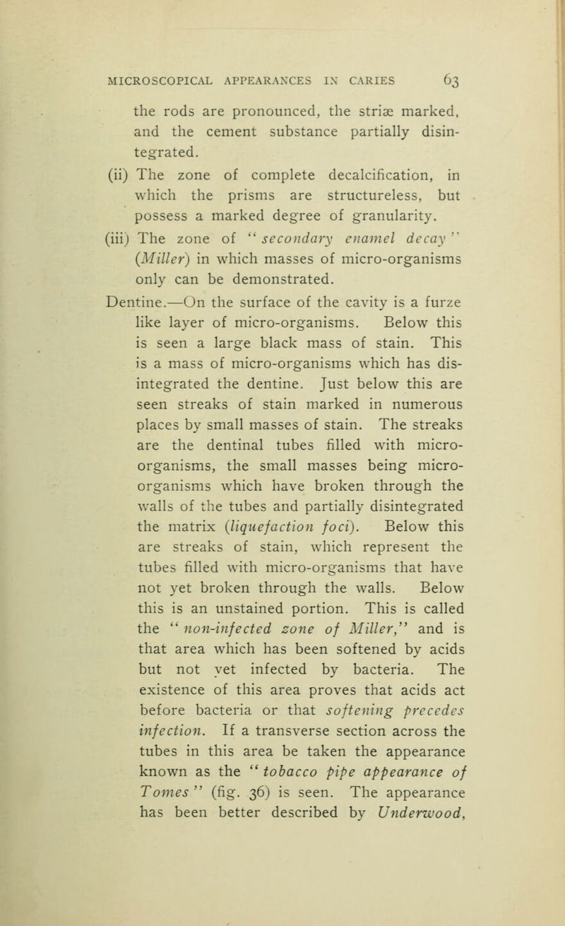 the rods are pronounced, the stria} marked, and the cement substance partially disin- tegrated. (ii) The zone of complete decalcification, in which the prisms are structureless, but possess a marked degree of granularity. (iiij The zone of  secondary oiamel decay ' {Miller) in which masses of micro-organisms only can be demonstrated. Dentine.—On the surface of the cavity is a furze like layer of micro-organisms. Below this is seen a large black mass of stain. This is a mass of micro-organisms which has dis- integrated the dentine. Just below this are seen streaks of stain marked in numerous places by small masses of stain. The streaks are the dentinal tubes filled with micro- organisms, the small masses being micro- organisms which have broken through the walls of the tubes and partially disintegrated the matrix {liquefaction foci). Below this are streaks of stain, which represent the tubes filled with micro-organisms that have not yet broken through the walls. Below this is an unstained portion. This is called the *' 7ion-infected zone of Miller/' and is that area which has been softened by acids but not yet infected by bacteria. The existence of this area proves that acids act before bacteria or that softening precedes infection. If a transverse section across the tubes in this area be taken the appearance known as the  tobacco pipe appearance of Tomes  (fig. 36) is seen. The appearance has been better described by Underwood,