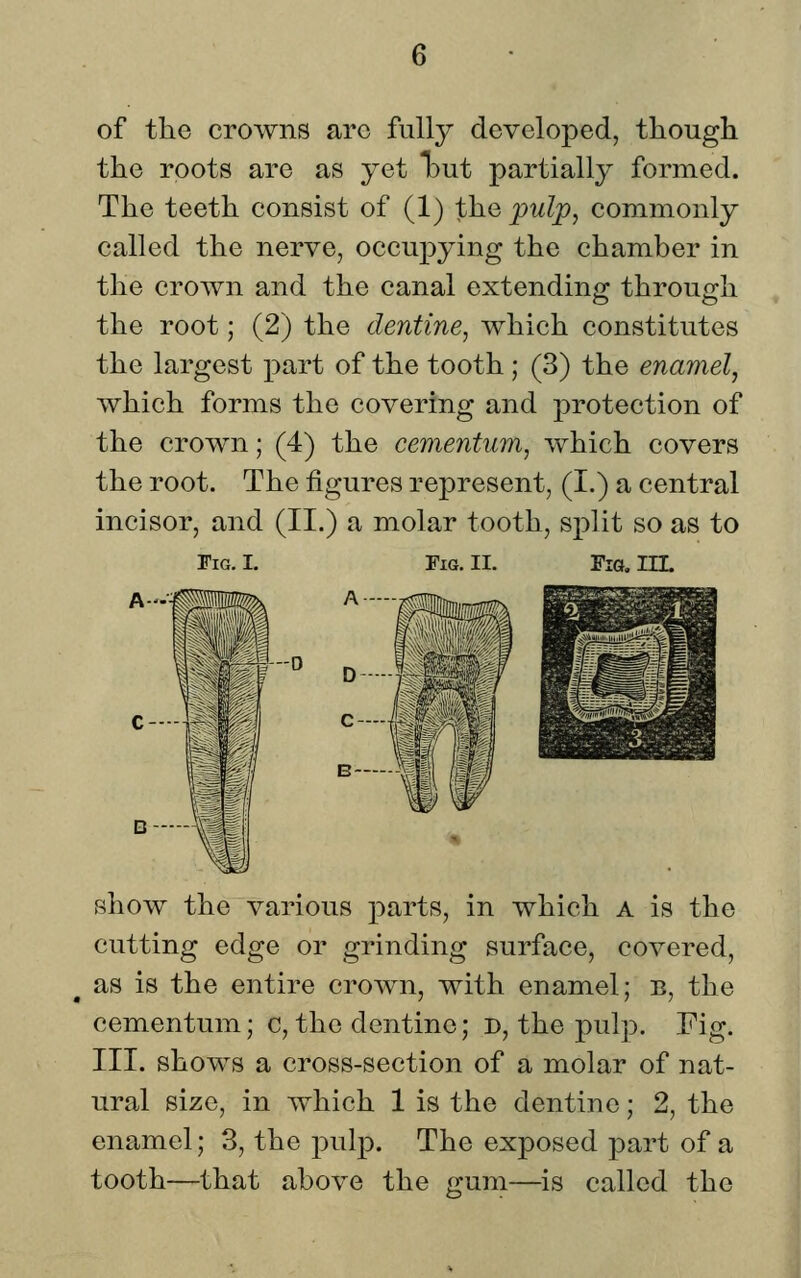 of tlie crowns arc fully developed, though the roots are as yet lout partially formed. The teeth consist of (1) the 'puljp^ commonly called the nerve, occupying the chamber in the crown and the canal extending through the root; (2) the dentine^ which constitutes the largest part of the tooth ; (3) the enamel^ which forms the covering and protection of the crown; (4) the cementum, which covers the root. The figures represent, (I.) a central incisor, and (II.) a molar tooth, split so as to Fig. I. Fig. II. Fig, hi. show the various parts, in which a is the cutting edge or grinding surface, covered, as is the entire crown, with enamel; e, the cementum; c, the dentine; d, the pulp. Fig. III. shows a cross-section of a molar of nat- ural size, in which 1 is the dentine; 2, the enamel; 3, the pulp. The exposed part of a tooth—that above the gum—is called the