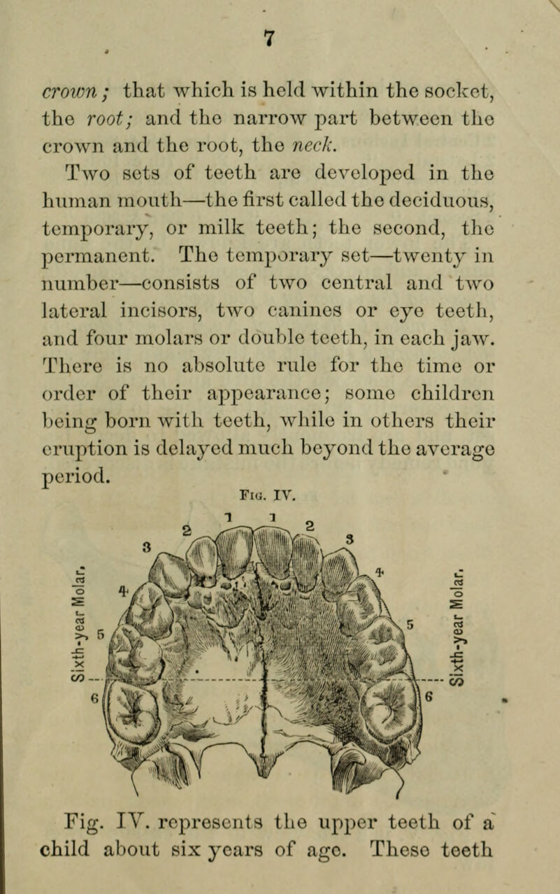 crown ; that which is held Avithin the soclcct, the root; and the narrow part between the crown and the root, the neck. Tavo sets of teeth are developed in the human mouth—the first called the deciduous, temporary, or milk teeth; the second, the permanent. The temporary set—twenty in number—consists of two central and two lateral incisors, two canines or eye teeth, and four molars or double teeth, in each jaw. There is no absolute rule for the time or order of their appearance; some children being born with teeth, while in others their eruption is delayed much beyond the average period. Fio. IV. Fig. lY. represents the upper teeth of a child about six years of ago. These teeth