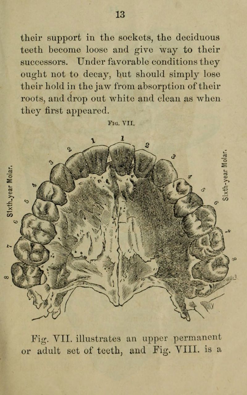 thoir support in the sockets, the deciduous teeth become loose and give way to their successors. Under favorable conditions they ought not to decay, but should simply lose their hold in the jaw from absorption of their roots, and drop out white and clean as when they first appeared. Fio. VII. Fig. yil. illustrates an upper permanent or adult set of tcoth, and Fig. YIII. is a