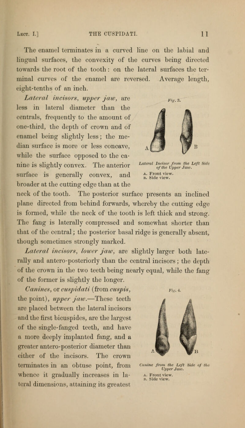 Fig. 3. Lateral Incisor from the Left Side of the Upper Jaw. A. Front view. B. Side view. The enamel terminates in a curved line on the labial and lingual surfaces, tlie convexity of the curves being directed towards the root of the tooth: on the lateral surfaces the ter- minal curves of the enamel are reversed. Average length, eight-tenths of an inch. Lateral iiicisors, upj^er jaiv, are less in lateral diameter than the centrals, frequently to the amount of one-third, the depth of crown and of enamel being sHghtly less; the me- dian surface is more or less concave, while the surface opposed to the ca- nine is slightly convex. The anterior surface is generally convex, and broader at the cutting edge than at the neck of the tooth. The posterior surface presents an inclined plane directed from behind forwards, whereby the cutting edge is formed, wliile the neck of the tooth is left thick and strong. The fang is laterally compressed and somewhat shorter than that of the central; the posterior basal ridge is generally absent, though sometimes strongly marked. Lateral incisors, lower jaw, are slightly larger both late- rally and antero-posteriorly than the central incisors; the depth of the crown in the two teeth being nearly equal, while the fang of the former is slightly the longer. Canines, or cuspidati (fi'om cuspis, the point), up)per jaw.—These teeth are placed between the lateral incisors and the first bicuspides, are the largest of the single-fanged teeth, and have a more deeply implanted fang, and a greater antero-posterior diameter than either of the incisors. The crown teiTttinates in an obtuse point, from whence it gradually increases in la- teral dimensions, attaining its greatest Fig. 4. Canine from the Left Side of the Upper Jaw. A. Front view. B. Side view.