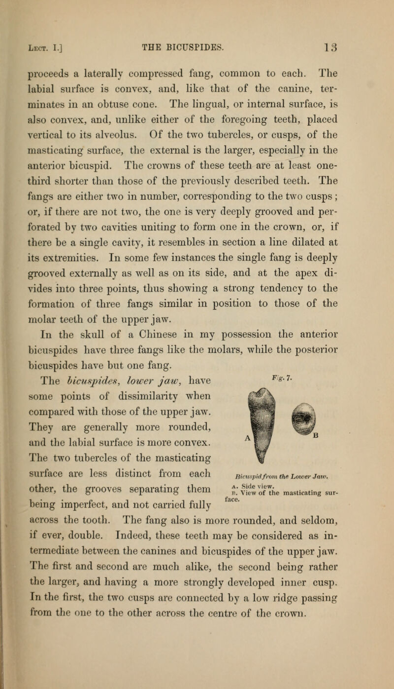 proceeds a laterally compressed fang, common to each. The labial surface is convex, and, like that of the canine, ter- minates in an obtuse cone. The lingual, or internal surface, is also convex, and, unlike either of the foregoing teeth, placed vertical to its alveolus. Of the two tubercles, or cusps, of the masticating surface, the external is the larger, especially in the anterior bicuspid. The crowns of these teeth are at least one- third shorter than those of the previously described teeth. The fangs are either two in number, corresponding to the two cusps; or, if there are not two, the one is very deeply grooved and per- forated by two cavities uniting to form one in the crown, or, if there be a single cavity, it resembles in section a line dilated at its extremities. In some few instances the single fang is deeply grooved externally as well as on its side, and at the apex di- vides into three points, thus showing a strong tendency to the formation of three fangs similar in position to those of the molar teeth of the upper jaw. In the skull of a Chinese in my possession the anterior bicuspides have three fangs like the molars, while the posterior bicuspides have but one fang. The bicuspides, lower jaw, have ^'^''^' some points of dissimilarity when compared with those of the upper jaw. They are generally more rounded, and the labial surface is more convex. The two tubercles of the masticating surface are less distinct from each mempidfrom the. Lower jaw. other, the grooves separating them ; view of The masticating sur- being imperfect, and not carried fully across the tooth. The fang also is more rounded, and seldom, if ever, double. Indeed, these teeth may be considered as in- termediate between the canines and bicuspides of the upper jaw. The first and second are much alike, the second being rather the larger, and having a more strongly developed inner cusp. In the first, the two cusps are connected by a low ridge passing from the one to the other across the centre of the crown.