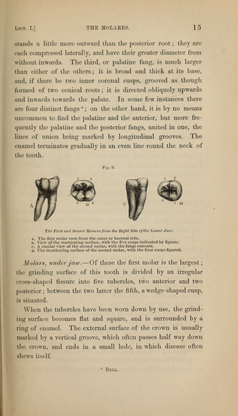 stands a little more outward than the posterior root; they are each compressed laterally, and have their greater diameter from without inwards. The third, or palatine fang, is much larger than either of the others; it is broad and thick at its base, and, if there be two inner coronal cusps, grooved as though formed of two conical roots; it is directed obliquely upwards and inwards towards the palate. In some few instances there are four distinct fangs **; on the other hand, it is by no means uncommon to find the palatine and the anterior, but more fre- quently the palatine and the posterior fangs, united in one, the lines of union being marked by longitudinal grooves. The enamel terminates gradually in an even line round the neck of the tooth. The First and Second Molares from the Right Side of the Lower Jaw. A. The first molar seen from the outer or bucceal side. B. View of the masticating surface, with the five cusps indicated by figures. c. A similar view of the second molar, with the fangs connate. D. The masticating surface of the second molar, with the four cusps figured. Molars, under jaw.—Of these the first molar is the largest; the grinding surface of this tooth is divided by an irregular cross-shaped fissure into five tubercles, two anterior and two posterior; between the two latter the fifth, a wedge-shaped cusp, is situated. When the tubercles have been worn down by use, the grind- ing surface becomes flat and square, and is surrounded by a ring of enamel. The external surface of the crown is usually marked by a vertical groove, which often passes half way down the crown, and ends in a small hole, in which disease often shews itself » 1?KLL.