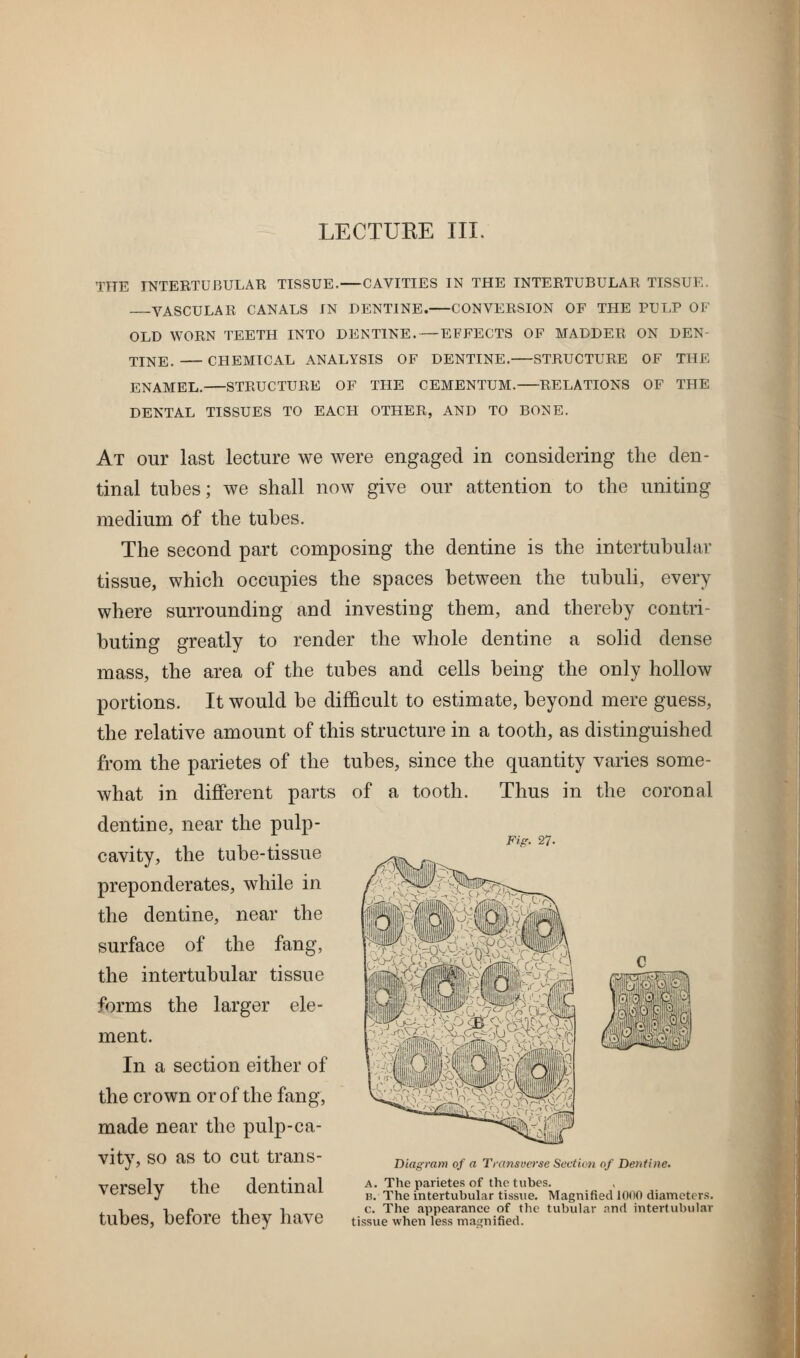 LECTUKE III. THE INTERTUBULAR TISSUE. CAVITIES IN THE INTERTUBULAR TISSUE. VASCULAR CANALS IN DENTINE. CONVERSION OF THE PULP OF OLD WORN TEETH INTO DENTINE. — EFFECTS OF MADDER ON DEN- TiNE. CHEMICAL ANALYSIS OF DENTINE. STRUCTURE OF THE ENAMEL. STRUCTURE OF THE CEMENTUM. RELATIONS OF THE DENTAL TISSUES TO EACH OTHER, AND TO BONE. At our last lecture we were engaged in considering the den- tinal tubes; we shall now give our attention to the uniting medium of the tubes. The second part composing the dentine is the intertubular tissue, which occupies the spaces between the tubuli, every where surrounding and investing them, and thereby contri- buting greatly to render the whole dentine a solid dense mass, the area of the tubes and cells being the only hollow portions. It would be difficult to estimate, beyond mere guess, the relative amount of this structure in a tooth, as distinguished from the parietes of the tubes, since the quantity varies some- what in different parts of a tooth. Thus in the coronal dentine, near the pulp- cavity, the tube-tissue preponderates, while in the dentine, near the surface of the fang, the intertubular tissue forms the larger ele- ment. In a section either of the crown or of the fang, made near the pulp-ca- vity, so as to cut trans- Diagram of a Transucrse Sectwn o/Dentine. vpvdplv tTlP rlpntinal a. The parietes of the tubes. VClfeCiy tue uciiuiiiti b. The intertubular tissue. Magnified 1000 diameters. , 1 1 p ,1 1 c. The appearance of tlio tubular nnd intertubular tubes, before they have tissue when less magnified. Ftp. 27. } 'rim mmm- .^fc c^^^^ 'xm im