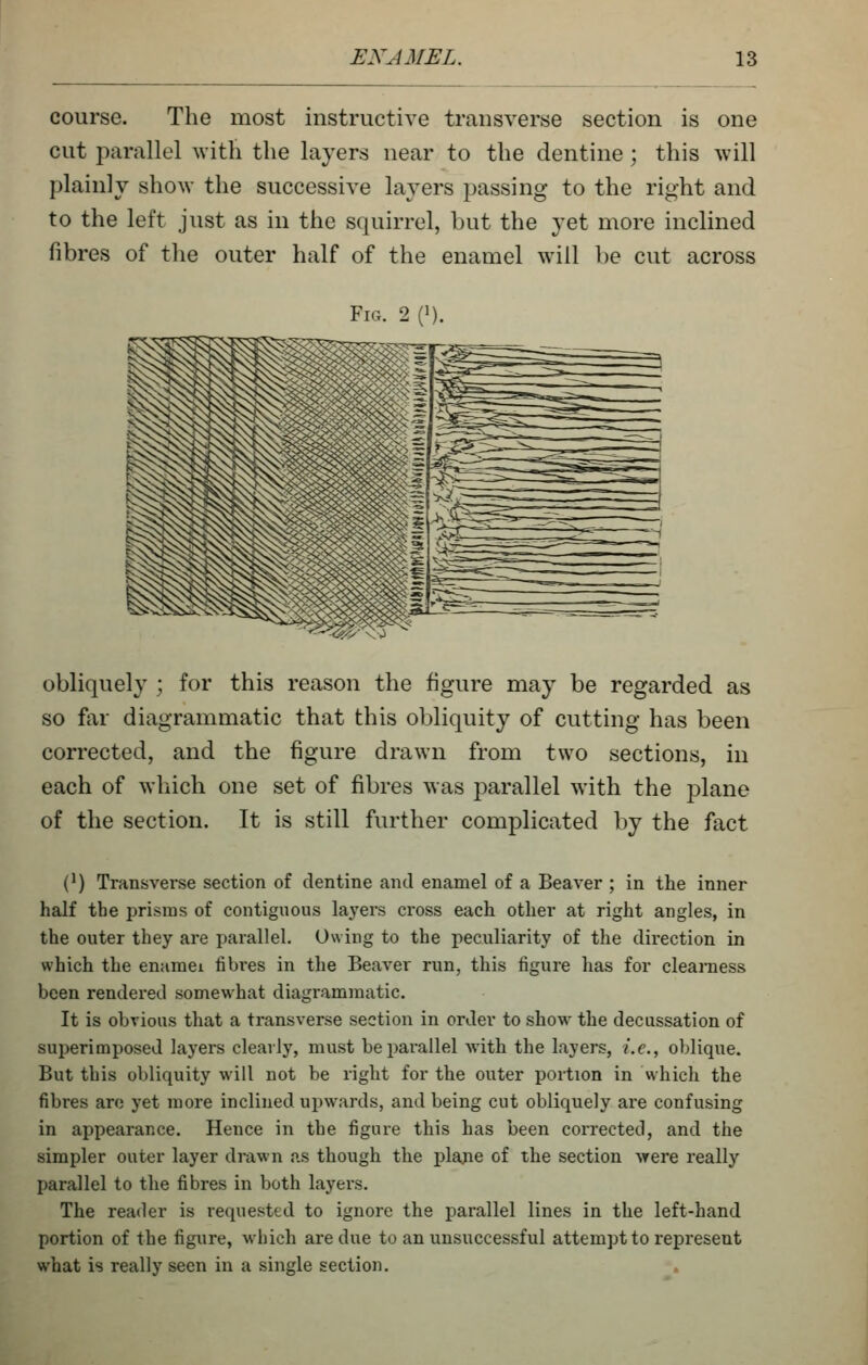 course. The most instructive transverse section is one cut parallel with the layers near to the dentine; this will plainly show the successive layers passing to the right and to the left just as in the squirrel, but the yet more inclined fibres of the outer half of the enamel will be cut across obliquely ; for this reason the figure may be regarded as so far diagrammatic that this obliquity of cutting has been corrected, and the figure drawn from two sections, in each of which one set of fibres was parallel with the ]3lane of the section. It is still further complicated by the fact (') Transverse section of dentine and enamel of a Beaver ; in the inner half the prisms of contiguous layers cross each other at right angles, in the outer they are parallel. Owing to the peculiarity of the direction in which the enamei fibi'es in the Beaver run, this figure has for cleaniess been rendered somewhat diagrammatic. It is obvious that a transverse section in order to show the decussation of superimposed layers clearly, must bepai*allel with the layers, i.e., oblique. But this obliquity will not be right for the outer portion in which the fibres arc yet more inclined upwards, and being cut obliquely are confusing in appearance. Hence in the figure this has been corrected, and the simpler outer layer di-awn as though the plajie of the section were really parallel to the fibres in both layers. The reader is requested to ignore the parallel lines in the left-hand portion of the figure, which are due to an unsuccessful attempt to represent what is really seen in a single section. .