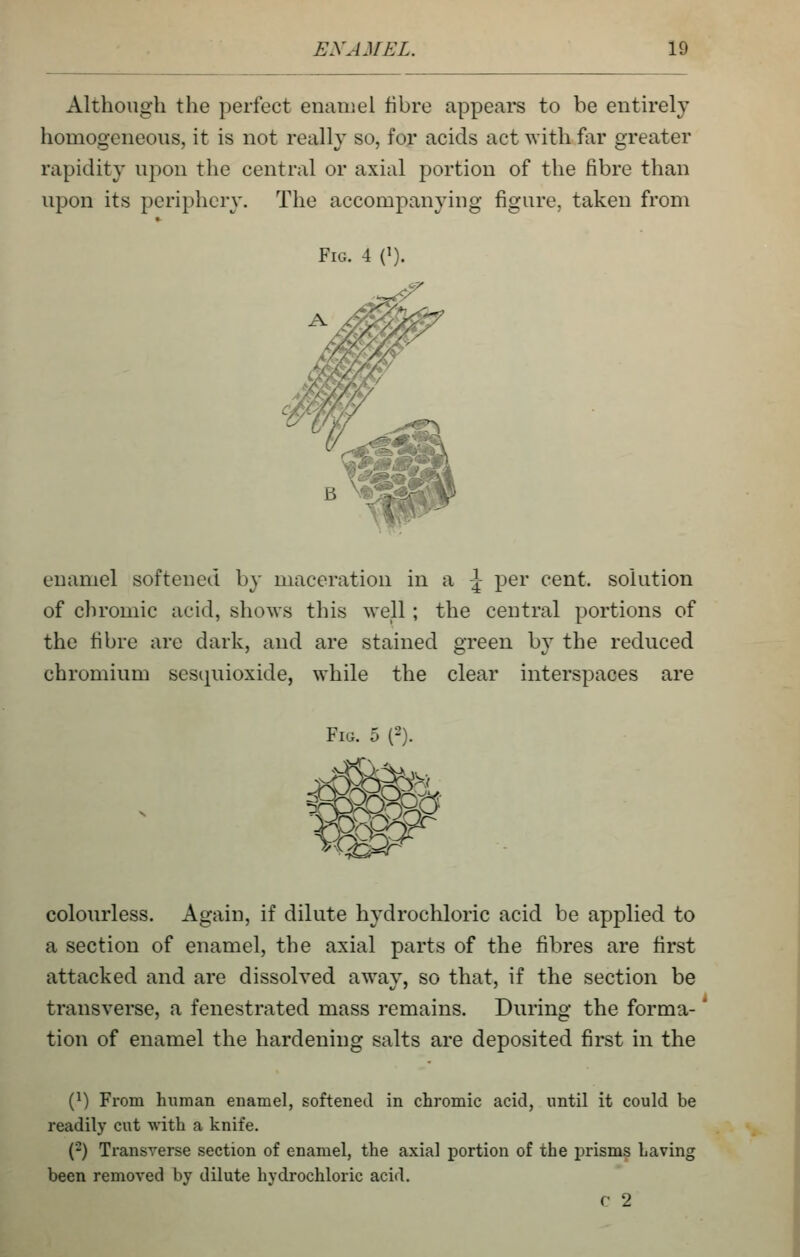 Although the perfect enamel fibre appears to be entirely homogeneous, it is not really so, for acids act with far greater rapidity upon tlie central or axial portion of the fibre than upon its periphery. The accompanying figure, taken from Fig. 4 0). enamel softened by maceration in a \ per cent, solution of chromic acid, shows this well; the central portions of the fibre are dark, and are stained green by the reduced chromium sesipiioxide, while the clear interspaces are Fig. 5 {-). colourless. Again, if dilute hydrochloric acid be applied to a section of enamel, the axial parts of the fibres are first attacked and are dissolved away, so that, if the section be transverse, a fenestrated mass remains. During the forma-' tion of enamel the hardening salts are deposited first in the (^) From human enamel, softened in chromic acid, until it could be readily cut with a knife. (2) Transverse section of enamel, the axial portion of the prisms having been removed by dilute hydrochloric acid. c 2