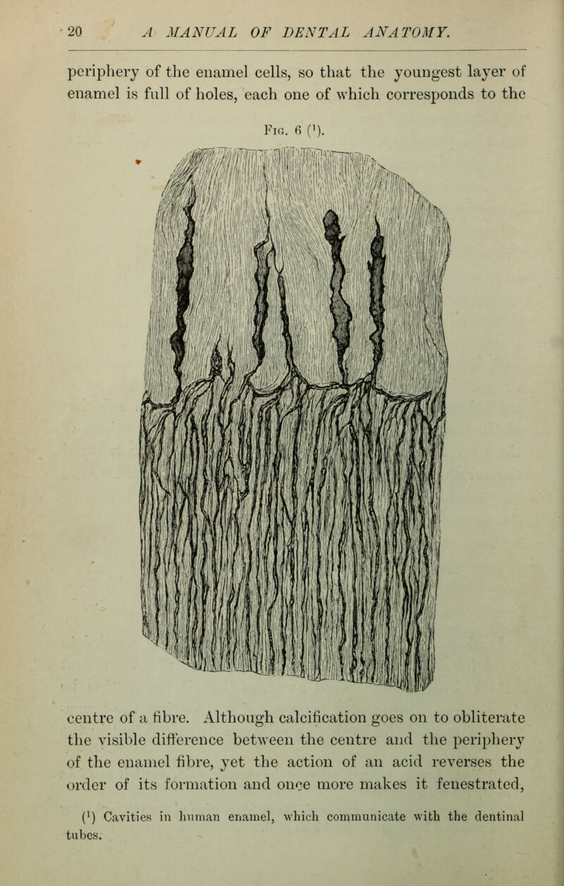 periphery of the enamel cells, so that the youngest layer of enamel is full of holes, each one of which corresponds to the Fig. 6 ('). centre of a fibre. Although calcification goes on to obliterate the visible dift'erence between the centre and the periphery of the enamel fibre, yet the action of an acid reverses the order of its formation and once more makes it fenestrated, (') Cavities in Inunan enamel, which communicate with the dentinal tubes.