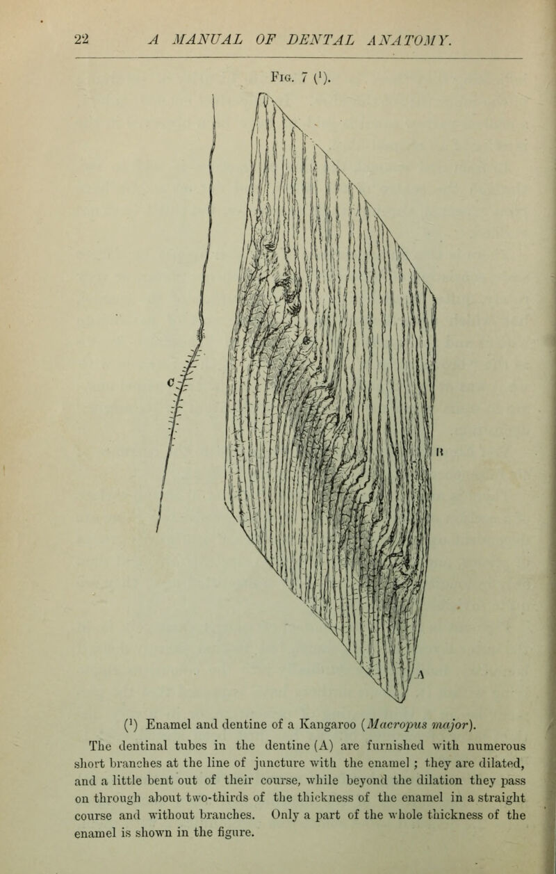 Fig. 7 C). {}) Enamel and dentine of a Kangaroo {Macropus major). The dentinal tubes in the dentine (A) are furnished with numerous sliort branches at the line of juncture with the enamel ; they are dilated, and a little bent out of their course, while beyond the dilation they pass on through about two-thirds of the thickness of the enamel in a straight course and without branches. Only a part of the whole thickness of the enamel is shown in the figure.