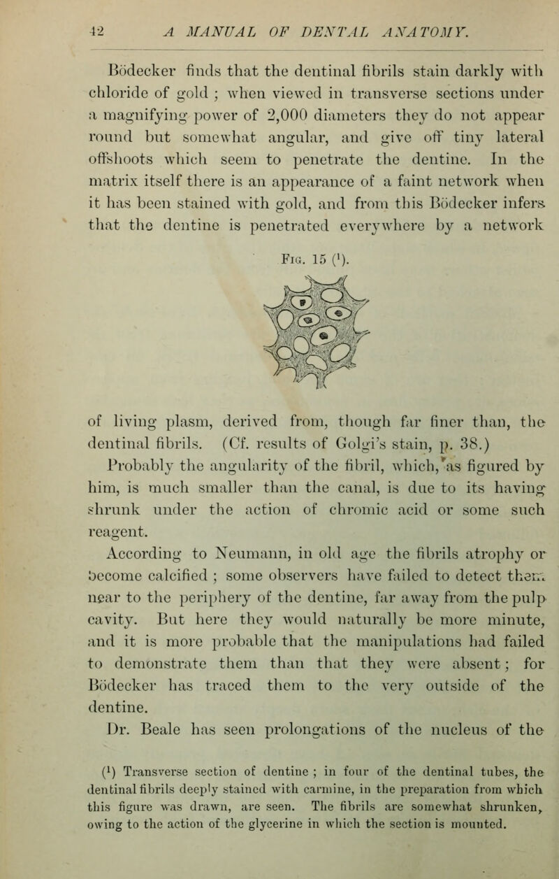 Bodecker finds that the deiithial fibrils stain darkly with chloride of gold ; when viewed in transverse sections under a magnifying power of 2,000 diameters they do not appear round but somewhat angular, and give off tiny lateral offshoots which seem to penetrate the dentine. In the matrix itself there is an appearance of a faint network when it has been stained with gold, and from this Bodecker infers that tliG dentine is penetrated everywhere by a network Fig. 15 (•)• of living plasm, derived from, tliough far finer than, the dentinal fibrils. (Cf. results of Golgi's stain, p. 38.) Probably the angularity of the fibril, which,*as figured by him, is much smaller than the canal, is due to its having shrunk under the action of chromic acid or some such reagent. According to Neumann, in old age the fibrils atrophy or i)ccome calcified ; some observers have failed to detect then, near to tlie periphery of the dentine, far away from the pulp cavity. But here they would naturally be more minute, and it is more probable that the manipulations had failed to demonstrate them than that they were absent; for Bodeckei has traced them to the very outside of the dentine. Dr. Beale has seen prolongations of the nucleus of the (*) Transverse section of dentine ; in four of the dentinal tubes, the dentinal fibrils deeply stained with carmine, in the preparation from which this figure was drawn, are seen. The fibrils are somewhat shrunken^ owing to the action of the glycerine in which the section is mounted.