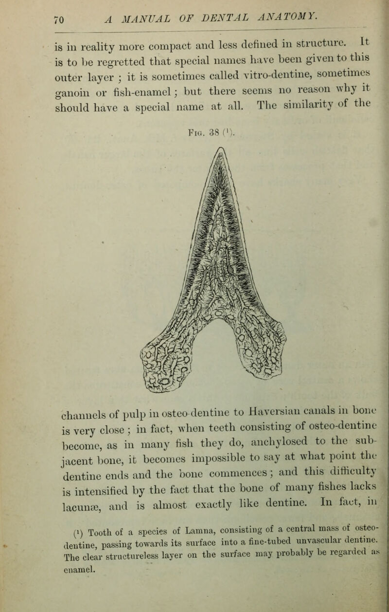 is ill reality more compact and less defined in structure. It is to be regretted that special names have been given to this outer layer ; it is sometimes called vitro-dentine, sometimes ganoin or fish-enamel; but there seems no reason why it should have a special name at all. The similarity of the Fig. 38 f'\ channels of pulp in osteo dentine to Haversian canals in bone is very close ; in fact, Avhcn teeth consisting of osteo-dentine become, as in many fish they do, anchylosed to the sub- jacent bone, it becomes impossible to say at what point the dentine ends and the bone commences; and this difiiculty is intensified by the fact that the bone of many fishes lacks lacunifi, and is almost exactly like dentine. In fact, in (1) Tooth of a species of Lamna, consisting of a central mass of osteo- dentine passing towards its surface into a fine-tubed unvascular dentine. The clear structureless layer on the surface may probably be regarded as enamel.