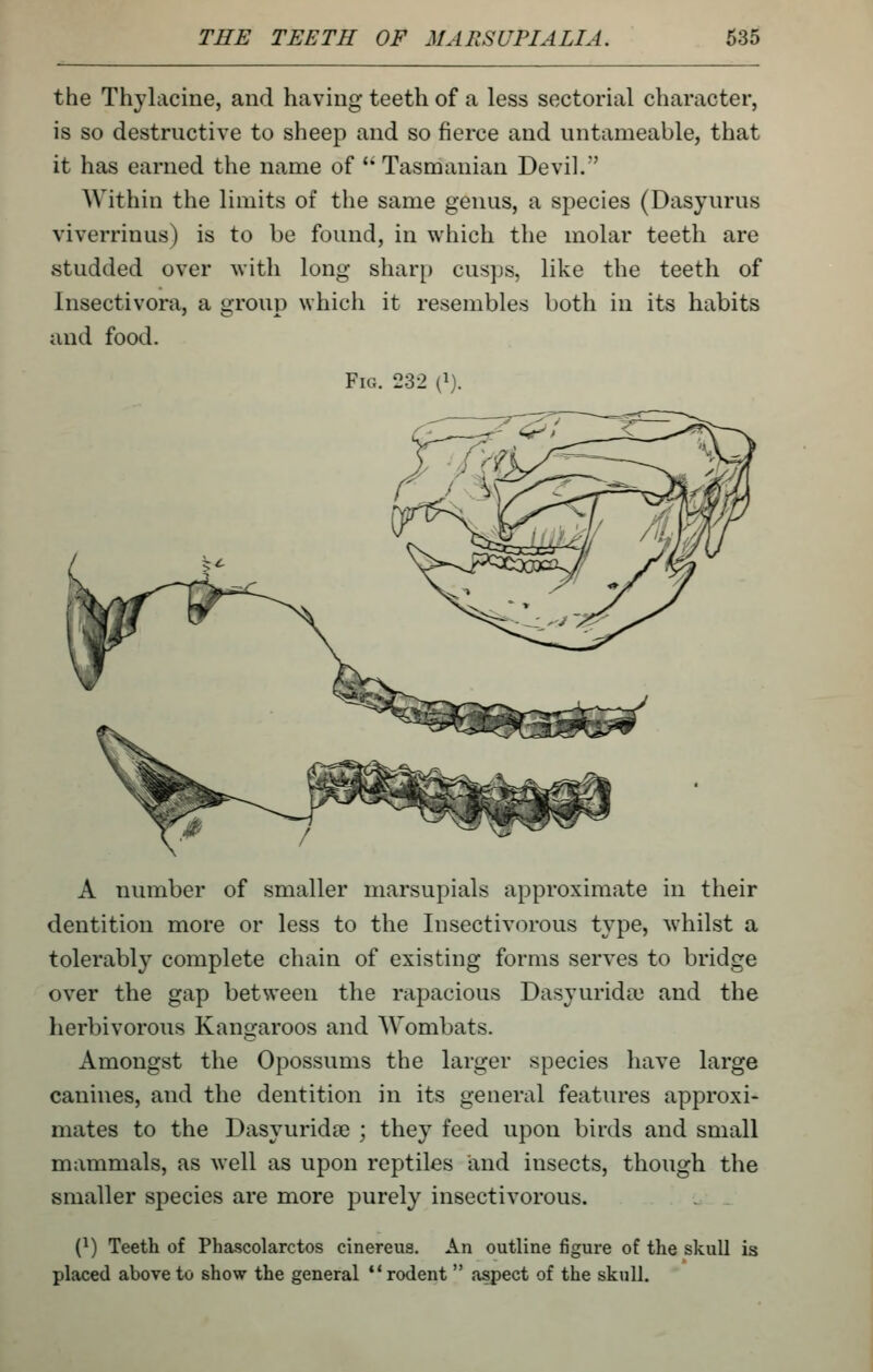 the Thylacine, and having teeth of a less sectorial character, is so destructive to sheep and so fierce and untameable, that it has earned the name of '* Tasmanian Devil. Within the limits of the same genus, a species (Dasyurus viverrinus) is to be found, in which the molar teeth are studded over with long shar[) cusjjs, like the teeth of Insectivora, a group which it resembles both in its habits and food. Fig. 232 (^). A number of smaller marsupials approximate in their dentition more or less to the Insectivorous type, whilst a tolerably complete chain of existing forms serves to bridge over the gap between the rapacious Dasyurida) and the herbivorous Kangaroos and Wombats. Amongst the Opossums the larger species have large canines, and the dentition in its general features approxi- mates to the Dasyurida3 ; they feed upon birds and small mammals, as well as upon reptiles and insects, though the smaller species are more purely insectivorous. {}) Teeth of Phascolarctos cinereus. An outline figure of the skull is placed above to show the general rodent  aspect of the skull.