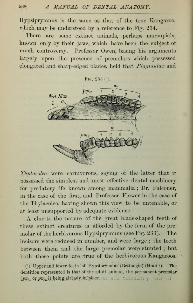 Hypsiprymnus is the same as that of the true Kangaroo, which may be understood by a reference to Fig. 234. There are some extinct animals, perhaps marsupials, known only by their jaws, which have been the subject of much controversy. Professor Owen, basing his arguments largely upon the presence of premolars Avhich possessed elongated and sharp-edged blades, held that Plagimdax and Fk^. 288 (M. 7)V Neil Sizo Thylacoleo were carnivorous, saying of the latter that it possessed the simplest and most effective dental machinery for predatory life known among mammalia; Dr. Falconer, in the case of the first, and Professor Flower in the case of the Thylacoleo, having shown this view to be untenable, or at least unsupported by adequate evidence. A clue to the nature of the great blade-shaped teeth of these extinct creatures is afforded by the fcrm of the pre- molar of the herbivorous Hypsiprymnus (see Fig. 233). The incisors were reduced in number, and were large ; the teeth between them and the large premolar were stunted ; but both these points are true of the herbivorous Kangaroos. (1) Upper and lower teeth of Hypsiprymnus (Bettongia) (Graii ?). The dentition represented is that of the adult animal, the permanent premolar (^Tn^ or ^w>a.?) being^ already m plape. ,. o.. i j ':, ii i;u: J:; j . ■. li.