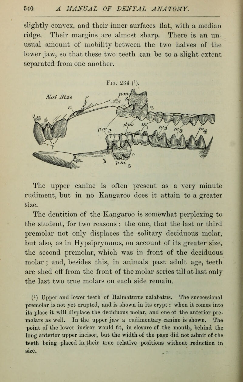 slightly convex, and their inner surfaces flat, with a median ridge. Their margins are almost sharp. There is an un- usual amount of mobility between the two halves of the lower jaw, so that these two teeth can be to a slight extent separated from one [mother. Fir.. 234 (1). The upper canine is often present as a very minute rudiment, but in no Kangaroo does it attain to a greater size. The dentition of the Kangaroo is somewhat perplexing to the student, for two reasons : the one, that the last or third premolar not only displaces the solitary deciduous molar, but also, as in Hypsiprymnus, on account of its greater size, the second premolar, which was in front of the deciduous molar; and, besides this, in animals past adult age, teeth are shed off from the front of the molar series till at last only the last two true molars on each side remain. i}) Upper and lower teeth of Halmaturus ualabatus. The successional premolar is not yet erupted, and is shown in its crypt: when it comes into its place it will displace the deciduous molar, and one ot the anterior pre- molars as well. In the upper jaw a rudimentary canine is shown. The point of the lower incisor would fit, in closure of the mouth, behind the long anterior upper incisor, but the width of the page did not admit of the teeth being placed in their true relative positions without reduction in size.