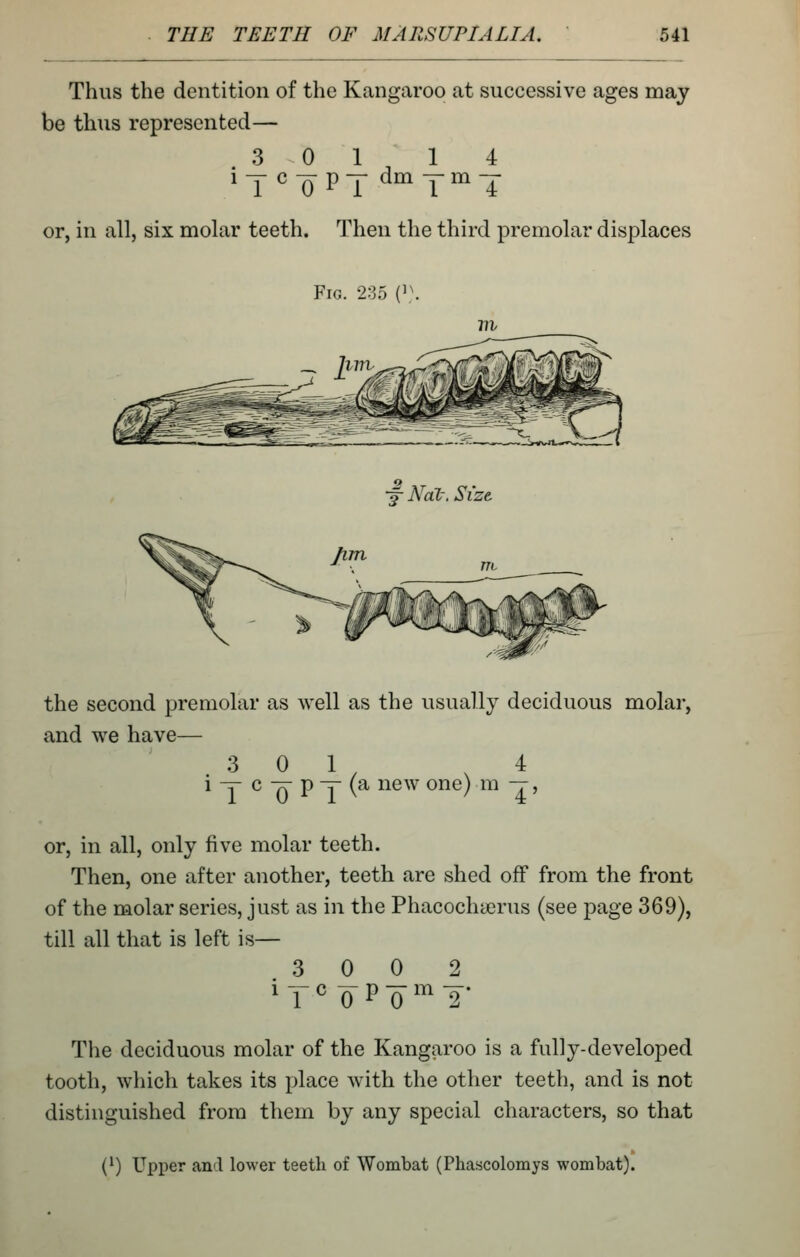 Thus the dentition of the Kangaroo at successive ages may be thus represented— 3 0 1 14 or, in all, six molar teeth. Then the third premolar displaces Fig. 235 (\\ •J- Nal-. Size the second premolar as well as the usually deciduous molar, and we have— 3 0 1 4 i -:j- c -X- p ^ (a new one) m -r, or, in all, only five molar teeth. Then, one after another, teeth are shed off from the front of the molar series, just as in the Phacochccrus (see page 369), till all that is left is— 3 0 0 2 iyc-^p-^m-^- The deciduous molar of the Kangaroo is a fully-developed tooth, which takes its place with the other teeth, and is not distinguished from them by any special characters, so that (*) Upper and lower teetli of Wombat (Phascolomys wombat).