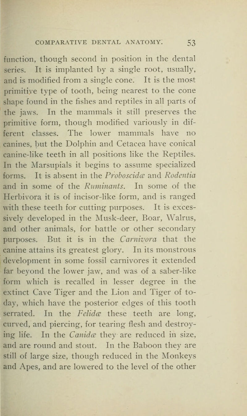 function, though second in position in the dental series. It is implanted by a single root, usually, and is modified from a single cone. It is the most primitive type of tooth, being nearest to the cone shape found in the fishes and reptiles in all parts of the jaws. In the mammals it still preserves the primitive form, though modified variously in dif- ferent classes. The lower mammals have no canines, but the Dolphin and Cetacea have conical canine-like teeth in all positions like the Reptiles. In the Marsupials it begins to assume specialized forms. It is absent in the Prohoscidcc and Rodeutia and in some of the RiiDiiiiaiifs. In some of the Herbivora it is of incisor-like form, and is ranged with these teeth for cutting purposes. It is exces- sively developed in the ]\Iusk-deer, Boar, Walrus, and other animals, for battle or other secondary purposes. But it is in the Caniivova that the canine attains its greatest glory. In its monstrous development in some fossil carnivores it extended far beyond the lower jaw, and was of a saber-like form which is recalled in lesser degree in the extinct Cave Tiger and the Lion and Tiger of to- day, which have the posterior edges of this tooth serrated. In the Fclidce these teeth are long, curved, and piercing, for tearing flesh and destroy- ing life. In the Caiiidcc they are reduced in size, and are round and stout. In the Baboon they are still of large size, though reduced in the Monkeys and Apes, and are lowered to the level of the other