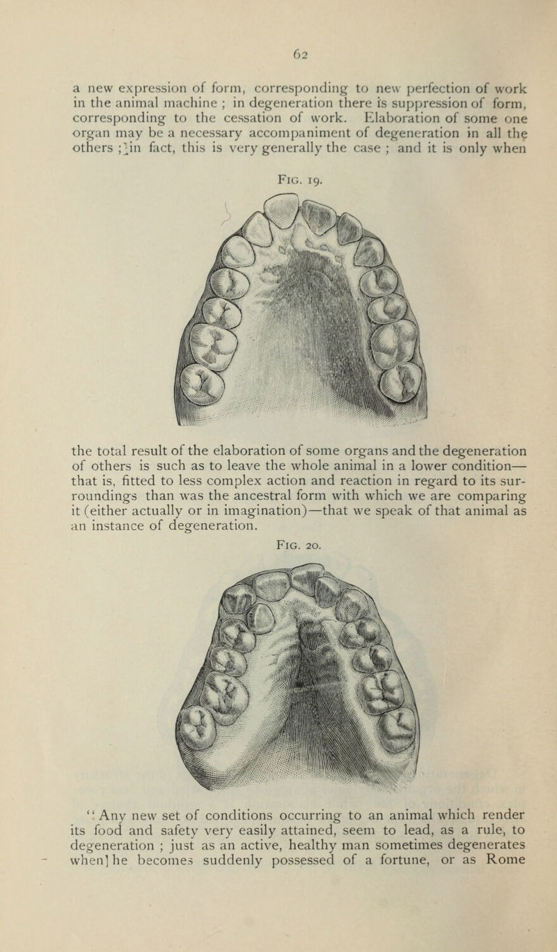 a new ex[)ression of form, corresponding to new perfection of work in the anim.il machine ; in degeneration there is supj^ression of form, corresponding to the cessation of work. Elaboration of some one organ may be a necessary accompaniment of degeneration in all the others ;j,in fact, this is very generally the case ; and it is only when the total result of the elaboration of some organs and the degeneration of others is such as to leave the whole animal in a lower condition— that is, fitted to less complex action and reaction in regard to its sur- roundings than was the ancestral form with which we are comparing it (either actually or in imagination)—that we speak of that animal as an instance of degeneration. Fig. 20. '' Any new set of conditions occurring to an animal which render its food and safety very easily attained, seem to lead, as a rule, to degeneration ; just as an active, healthy man sometimes degenerates when] he becomes suddenly possessed of a fortune, or as Rome
