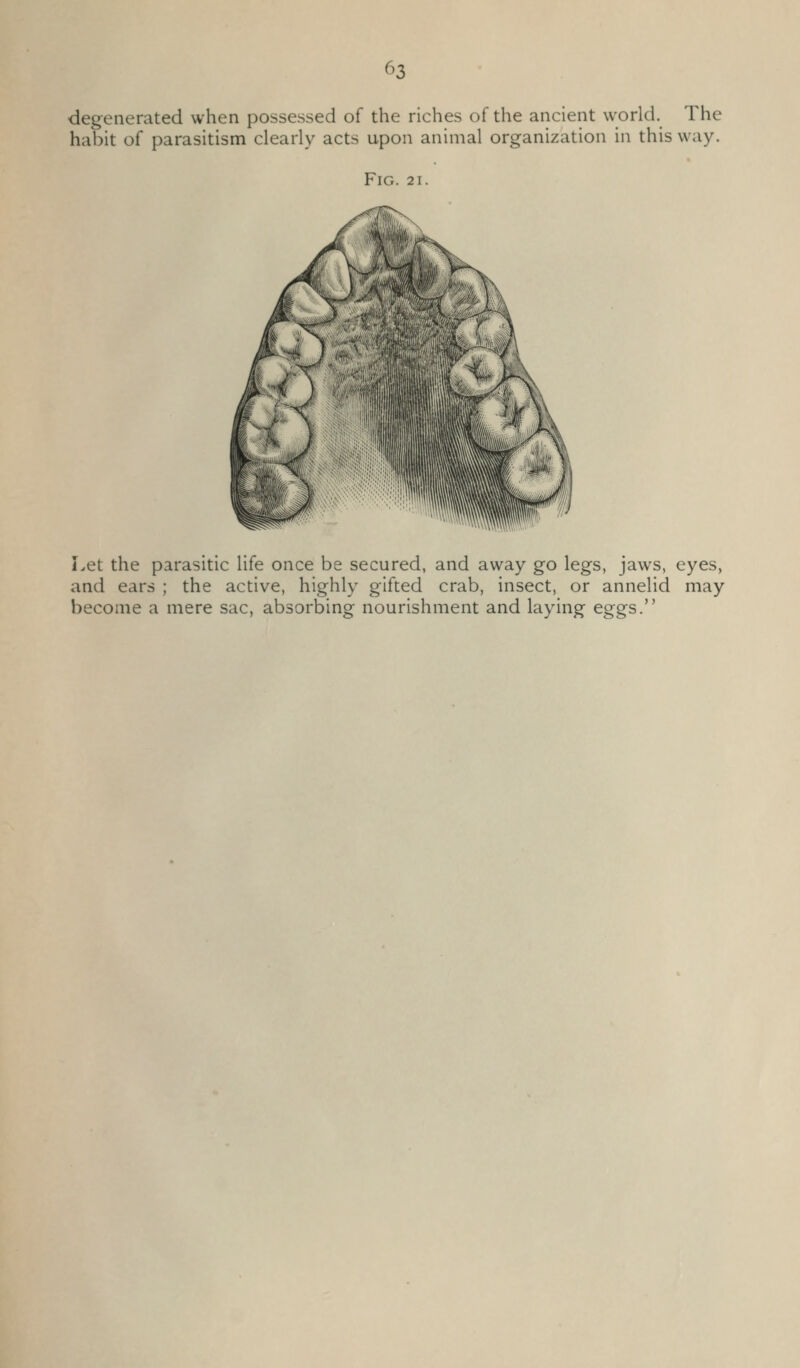 ^^3 degenerated when possessed of the riches of the ancient world. The habit of parasitism clearly acts upon animal organization in this way. Fig. 21. Let the parasitic life once be secured, and away go legs, jaws, eyes, and ears ; the active, highly gifted crab, insect, or annelid may become a mere sac, absorbing nourishment and laying eggs.