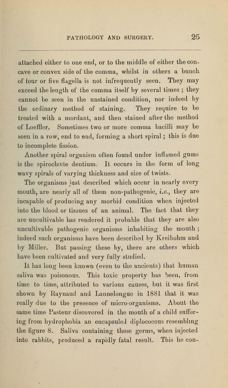 attached either to one end, or to the middle of either the con- cave or convex side of the comma, whilst in others a hunch of four or five flagella is not infrequently seen. They may exceed the length of the comma itself by several times ; they cannot be seen in the unstained condition, nor indeed by the ordinary method of staining. They require to be treated with a mordant, and then stained after the method of Loefiler. Sometimes two or more comma bacilli may be seen in a row, end to end, forming a short spiral; this is due to incomplete fission. Another spiral organism often found under inflamed gums is the spirochoete dentium. It occurs in the form of long wavy spirals of varying thickness and size of twists. The organisms just described which occur in nearly every mouth, are nearly all of them non-pathogenic, i.e., they are incapable of producing any morbid condition when injected into the blood or tissues of an animal. The fact that they are uncultivable has rendered it probable that they are also uncultivable pathogenic organisms inhabiting the mouth ; indeed such organisms have been described by Kreibohm and by Miller. But passing these by, there are others which have been cultivated and very fully studied. It has long been known (even to the ancients) that human saliva was poisonous. This toxic property has been, from time to time, attributed to various causes, but it was first shown by Raynaud and Lannelongue in 1881 that it was really due to the presence of micro-organisms. About the same time Pasteur discovered in the mouth of a child suffer- ing from hydrophobia an encapsulei diplococcus resemblmg the figure 8. Saliva containing these germs, when injected into rabbits, produced a rapidly fatal result. This he con-