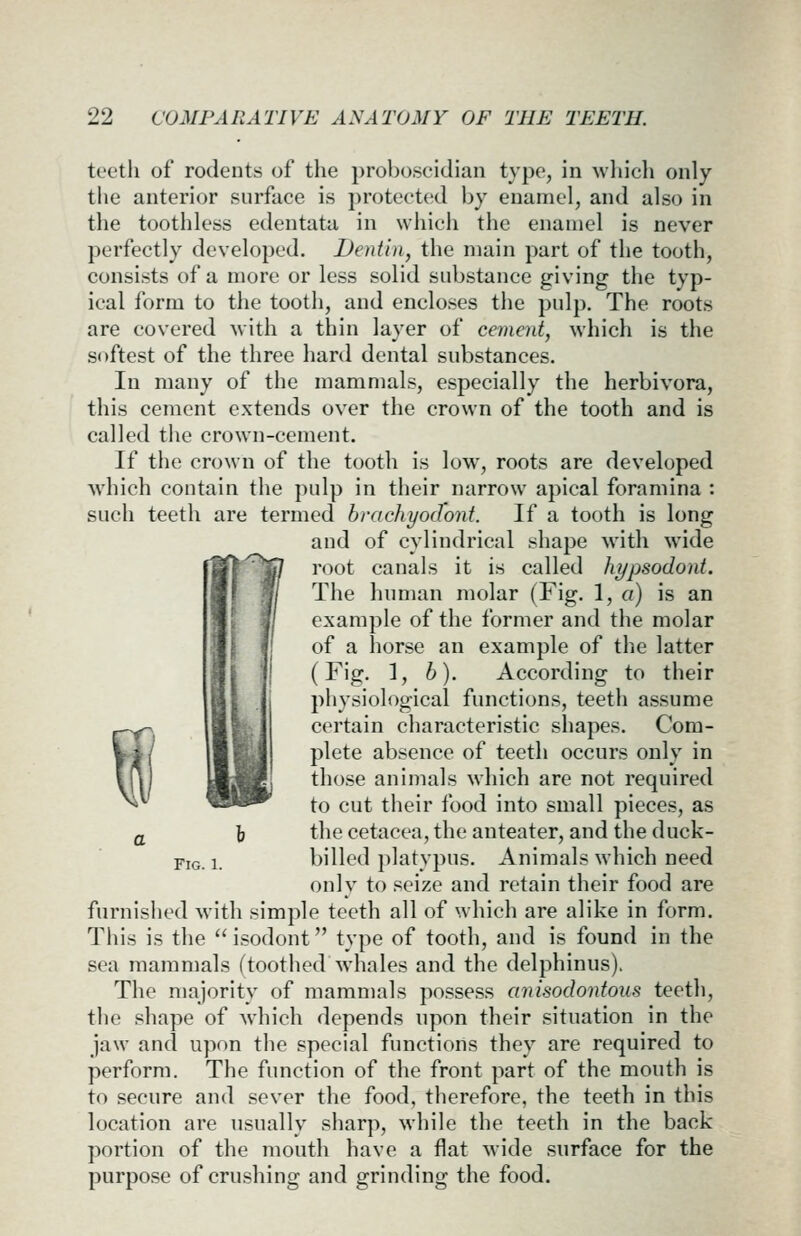 teeth of rodents of the i)roboscidiaii typo, in which only the anterior surface is protected by enamel, and also in the toothless edentata in which the enamel is never perfectly developed. Dentin, the main part of the tooth, consists of a more or less solid substance giving the typ- ical form to the tooth, and encloses the pulp. The roots are covered with a thin layer of cement, which is the softest of the three hard dental substances. In many of the mammals, especially the herbivora, this cement extends over the crown of the tooth and is called tiie crown-cement. If the crown of the tooth is low, roots are developed which contain the pulp in their narrow apical foramina : such teeth are termed brachyodont. If a tooth is long and of cylindrical shape with wide root canals it is called hi/psodont. The human molar (Fig. 1, a) is an example of the former and the molar of a horse an example of the latter (Fig. 1, b). According to their physiological functions, teeth assume certain characteristic shapes. Com- plete absence of teeth occurs only in those animals which are not required to cut their food into small pieces, as the cetacea, the anteater, and the duck- billed platypus. Animals which need only to seize and retain their food are furnisiied with simple teeth all of which are alike in form. This is the  isodont type of tooth, and is found in the sea mammals (toothed whales and the delphinus). The majority of mammals possess anisodontoiis teeth, the shape of w^iich depends upon their situation in the jaw and upon the special functions they are required to perform. The function of the front part of the mouth is to secure and sever the food, therefore, the teeth in this location are usuallv sharp, while the teeth in the back portion of the mouth have a flat wide surface for the purpose of crushing and grinding the food. Fig. 1.