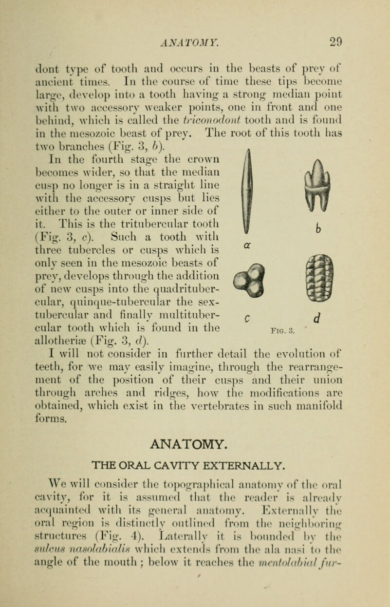 If (lent tvpo of tooth and occurs in the beasts of prey of anciiMit times. In the course of time these tij)s become kirg\', tleveh)}) into a tooth having a strong metUan point with two accessory weaker points, one in front and one behind, which is called tiie triconodont tooth and is found in tiie mesozoic beast of prey. The root of this tooth has two branches (Fig. 3, b). In the fourth stage the crown becomes wider, so that the median cusp no longer is in a straight line with the accessory cusps but lies either to the outer or inner side of it. This is the tritubercular tootli (Fig. 3, c). Such a tooth with three tubercles or cusps whicli is only seen in the mesozoic beasts of prey, develops through the addition of new cusps into the quadrituber- cular, quinque-tubercular the sex- tubercular and finally multituber- cular tooth which is found in the allotherise (Fig. 3, d). I will not consider in further detail the evolution of teeth, for we may easily imagine, through the rearrange- ment of the position of their cusps and their union through arches and ridges, how the modifications are obtained, which exist in the vertebrates in such manifold forms. Fig. 3. ANATOMY. THE ORAL CAVITY EXTERNALLY. We will consider the tojMigraphical anatomy of the oral cavity, for it is assumed that the reader is already ac<|uaint('d with its general anatomy, ExternMllv the oral region is distinctly outlined from the neighboring structures (Fig. 4). Laterally it is bounded bv the sulcus nnsolablaUs which extends from the ala nasi to tiie angle of the mouth; below it reaches the mcntolabialfur-