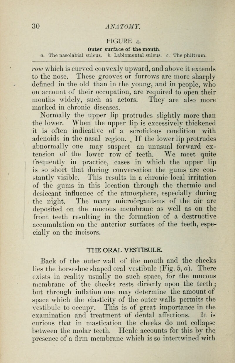 FIGURE 4. Outer surface of the mouth. a. The nasolabial sulcus, b. Labiomental sulcus, c. The philtrum. roio which is curved convexly upward, and above it extends to the nose. These grooves or furrows are more sharply defined in the old than in the young, and in people, who on account of their occu})ation, are required to open their mouths widely, such as actors. They are also more marked in chronic diseases. Normally the upper lip protrudes slightly more than the lower. When the upper lip is excessively thickened it is often indicative of a scrofulous condition with adenoids in the nasal region. . If the lower lip protrudes abnormally one may suspect an unusual forward ex- tension of the lower row of teeth. AVe meet quite frequently in practice, cases in which the upper lip is so short that during conversation the gums are con- stantly visible. This results in a chronic local irritation of the gums in this location through the thermic and desiccant influence of the atmosphere, es])ecially during the night. The many microorganisms of the air are deposited on the mucous membrane as well as on the front teeth resulting in the formation of a destructive accumulation on the anterior surfaces of the teeth, espe- cially on the incisors. THE ORAL VESTIBULE. Back of the outer wall of the mouth and the cheeks lies the horseshoe shaped oral vestibule (Fig. 5,«). There exists in reality usually no such space, for the mucous membrane of the cheeks rests directly upon the teeth ; but through inflation one may determine the amount of space which the elasticity of the outer walls permits the vestibule to occupy. This is of great importance in the examination and treatment of dental affections. It is curious that in mastication the cheeks do not collapse between the molar teeth. Henle accounts for this by the presence of a firm membrane which is so intertwined with