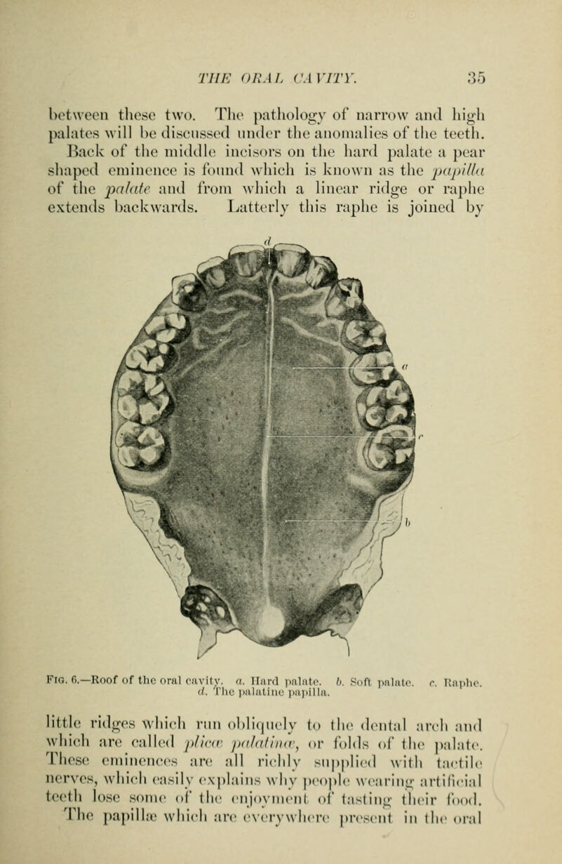 between tliese two. The pathology of narrow and high palates will he discussed under the anomalies of the teeth. Baek of the middle ineisors on the hard palate a pear shaped eminence is found which is known as the ■papilla of the palate and from which a linear ridge or raphe extends backwards. I^atterly this raphe is joined by Fio. fi.—Roof of the oral cavity, n. Hard i^alatp. /». Soft palate, c. \\i\\An\ d. The iwilntiiiL' iiaiiilla. little ridges wliich run obliquely to the dental arch and which are called plinv jtalalinn., or folds of the palate. These eminences art; all richly supplied with tactile nerves, whicli easily eNj)lains why people wearing artificial teeth lose some of the enjoyment of tasting their food. The papilhe which arc everywhere pre.seut iu Ihe oral