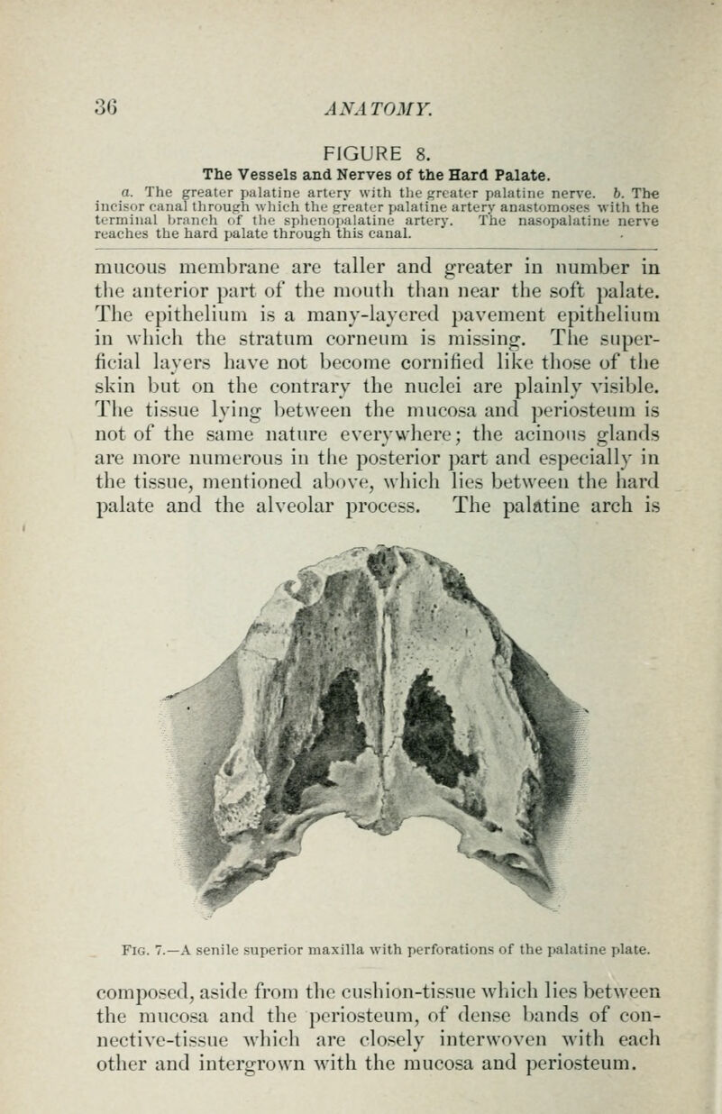 FIGURE 8. The Vessels and Nerves of the Hard Palate. a. The greater palatine artery with tlie greater jialatiiic nerve, b. The incisor canal throURh wliich the frreater palatine artery anastomoses with the terminal branch of tlie splienopalatine artery. The nasopalatine nerve reaches the hard palate through this canal. mucous membrane are taller and greater in number in tlie anterior part of the mouth than near the soft palate. The epithelium is a many-luyered pavement epithelium in which the stratum corneum is missing. The super- ficial layers have not become cornified like those of the skin but on the contrary the nuclei are plainly visible. The tissue lying between the mucosa and jieriosteum is not of the same nature everywhere; the acinous glands are more numerous in tlie posterior part and especially in the tissue, mentioned above, which lies between the hard palate and the alveolar process. The palatine arch is Fig. 7.—a senile superior maxilla with perforations of the palatine plate. composed, aside from the cushion-tissue which lies between the mucosa and the periosteum, of dense bands of con- nective-tissue which are closely interwoven with each other and intergrown with the mucosa and periosteum.