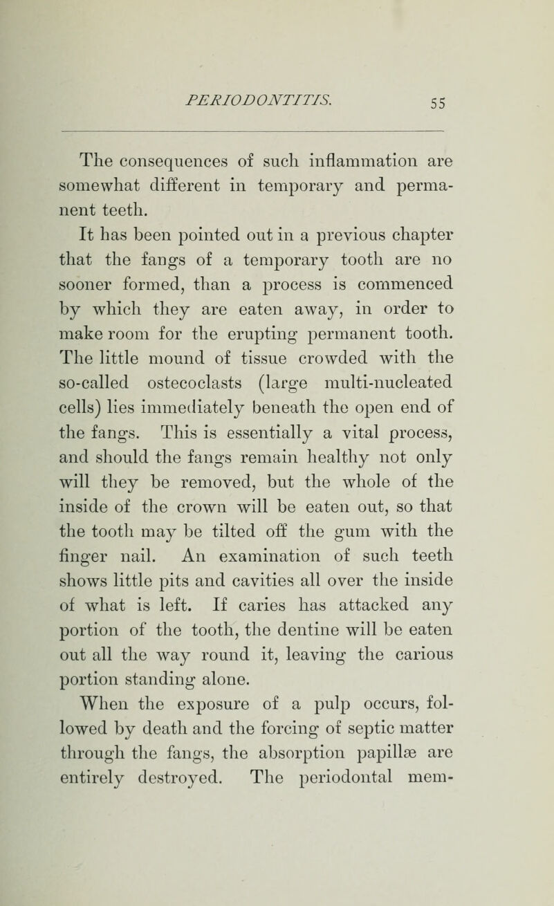 The consequences of such inflammation are somewhat different in temporary and perma- nent teeth. It has been pointed out in a previous chapter that the fangs of a temporary tooth are no sooner formed, than a j^rocess is commenced by which they are eaten away, in order to make room for the erupting permanent tooth. The little mound of tissue crowded with the so-called ostecoclasts (large multi-nucleated cells) lies immediately beneath the open end of the fangs. This is essentially a vital process, and should the fangs remain healthy not only will they be removed, but the whole of the inside of the crown will be eaten out, so that the tooth may be tilted off the gum with the finger nail. An examination of such teeth shows little pits and cavities all over the inside of what is left. If caries has attacked any portion of the tooth, the dentine will be eaten out all the way round it, leaving the carious portion standing alone. When the exposure of a pulp occurs, fol- lowed by death and the forcing of sej^tic matter through the fangs, the absorption papillae are entirely destroyed. The periodontal mem-