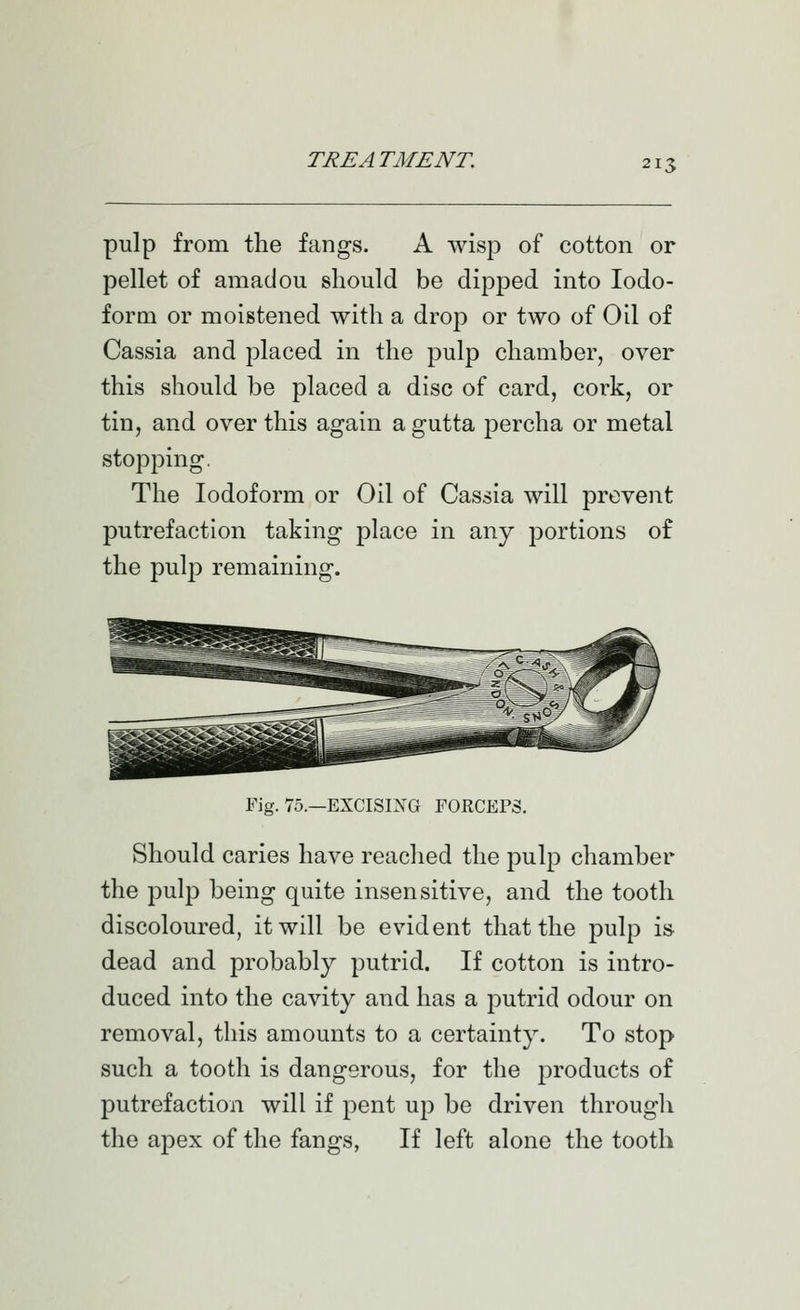 pulp from the fangs. A wisp of cotton or pellet of amadou should be dipj^ed into Iodo- form or moistened with a drop or two of Oil of Cassia and placed in the pulp chamber, over this should be placed a disc of card, cork, or tin, and over this again a gutta percha or metal stopping. The Iodoform or Oil of Cassia will prevent putrefaction taking place in any portions of the pulp remaining. Fig. 75.—EXCISIXG FORCEPS. Should caries have reached the pulp chamber the pulp being quite insensitive, and the tooth discoloured, it will be evident that the pulp is- dead and probably putrid. If cotton is intro- duced into the cavity and has a putrid odour on removal, this amounts to a certainty. To stop such a tooth is dangerous, for the products of putrefaction will if pent up be driven through the apex of the fangs, If left alone the tooth