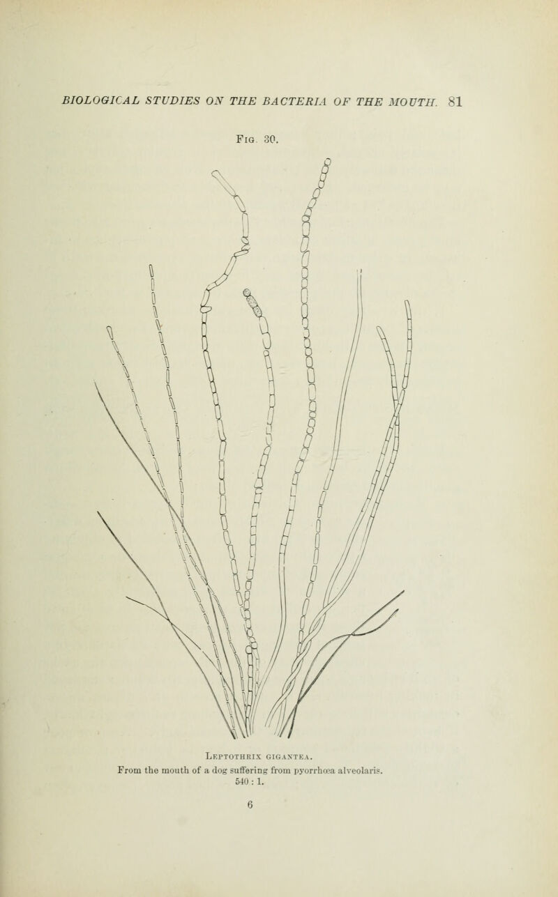 Fig. 30. Leptothrix gigaxtea. From the mouth of a dog suffering from pyorrhoea alveolaris. 540 : 1.