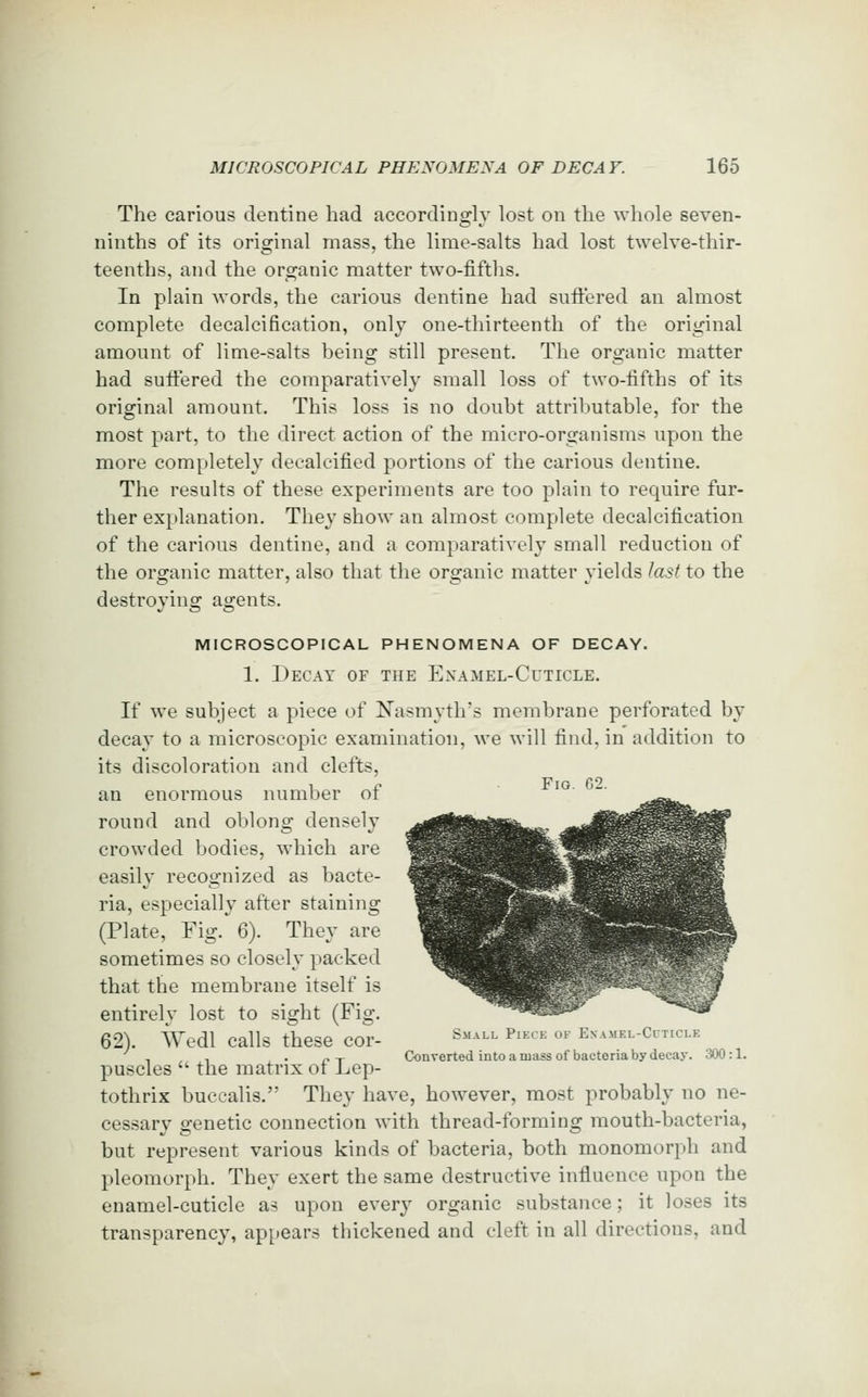 The carious dentine had accordingly lost on the whole seven- ninths of its original mass, the lime-salts had lost twelve-thir- teenths, and the organic matter two-fifths. In plain words, the carious dentine had suftered an almost complete decalcification, onlv one-thirteenth of the original amount of lime-salts being still present. The organic matter had suffered the comparatively small loss of two-fifths of its original amount. This loss is no doubt attrilmtable, for the most part, to the direct action of the micro-organisms upon the more completely decalcified portions of the carious dentine. The results of these experiments are too plain to require fur- ther explanation. They show an almost complete decalcification of the carious dentine, and a comparatively small reduction of the oro-anic matter, also that the oro;anic matter vields last to the destroying agents. microscopical phenomena of decay. 1. Decay of the Enamel-Cuticle. If we subject a piece of Nasmyth's membrane perforated by decay to a microscopic examination, we will find, in addition to its discoloration and clefts, an enormous number of round and oblong densely crowded bodies, which are easily recognized as bacte- ria, especially after staining (Plate, Fig. 6). They are sometimes so closely packed that the membrane itself is entirely lost to sight (Fig. 62). iVedl calls these cor- Small piece of Es-AMEL-CrTicLE ^ ^ - • r-T Converted into a mass of bacteria by decay. 300:1. puscles  the matrix oi Lep- tothrix buccalis. They have, however, most probably no ne- cessary genetic connection with thread-forming mouth-bacteria, but represent various kinds of bacteria, both monomorph and pleomorph. They exert the same destructive influence upon the enamel-cuticle as upon every organic substance; it loses its transparency, ap[»ears thickened and cleft in all directions, and