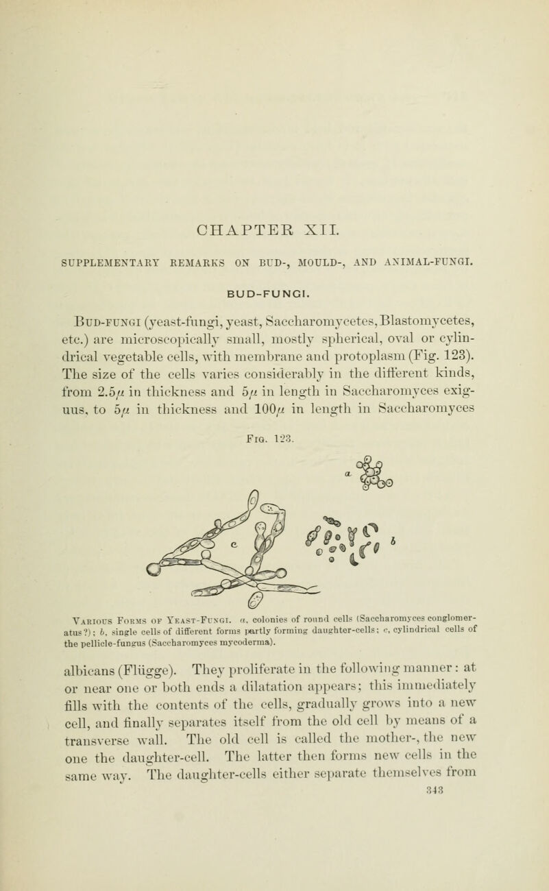 CHAPTER XIL SUPPLEMENTARY REMARKS ON BUD-, MOULD-, AND AXIMAL-FUNGI. BUD-FUNGI. Bud-fungi (yeast-fiingi, yeast, Saccliaromycetes,Bla8tomycetes, etc.) are microscopically small, mostly spherical, oval or cylin- drical vegetable cells, witli membrane and protoplasm (Fig. 123). The size of the cells varies considerably in the diflterent kinds, from 2.5// in thickness and 5// in length in Saccharomyces exig- uus, to bfj. in thickness and 100/^ in length in Saccharomyces Fig. 123. Various Forms of Yeast-Fuxgi. «. colonies of round cells (Saccharomyces conglomer- atus?); b. single cells of different forms ixirtly forming daughter-cells; c, cylindrical cells of the pellicle-fungus (Saccharomyces mycoderma). albicans (Fliigge). They proliferate in the following manner : at or near one or both ends a dilatation appears; this immediately fills with the contents of the cells, gradually grows into a new cell, and finally separates itself from the old cell by means of a transverse wall. The old cell is called the mother-, the new one the daughter-cell. The latter then forms new cells in the same way. The daughter-cells either separate themselves from
