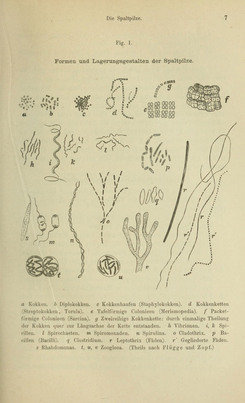 Fig. 1. Formen und Lagerungsgestalten der Spaltpilze. a '»/«• »^)«^ # «!?•• 6 • d ^r OööO ^09^0000 000000©© 001 '4i' ^ a Kokk(3ii. 6 Diplokokken, c Kokkeiihaufen (Staphylokokken), d Kokkeuketteii (Streptokokken, Torula). e Tafelförmige Colonieen (Merismopedia). f Packet- förrnige Colonieen (Sarcina). g Zweireihige Kokkenkette: durch einmalige Theilung der Kokken quer zur Längsachse der Kette entstanden, h Vibrionen, i, k Spi- rillen, l Spirochaeten. m Spiromonaden. n Spirulina. o Cladothrix. p Ba- cillen (Bacilli). q Clostridium, r Leptothrix (Fäden), r' Gegliederte Fäden.