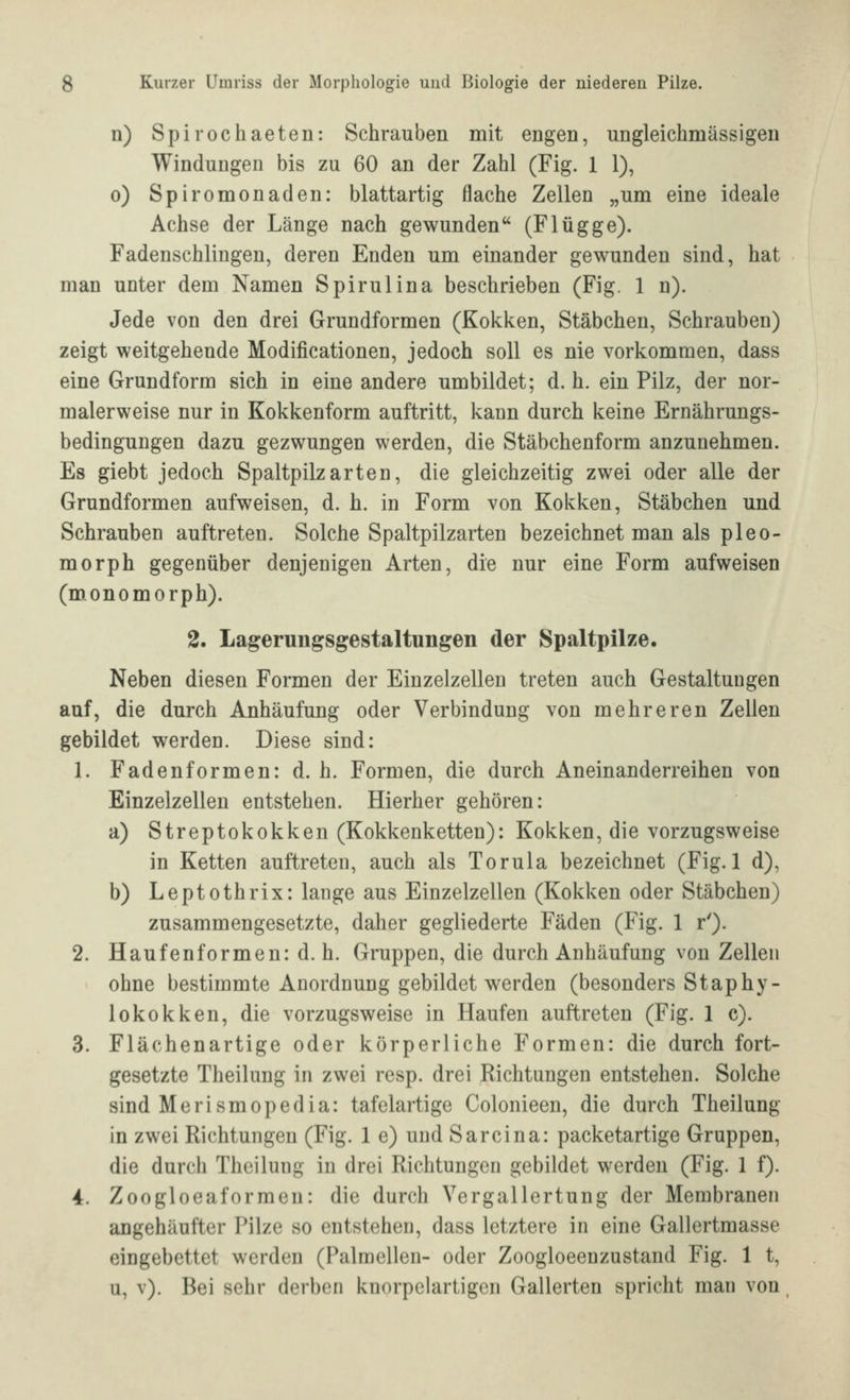 n) Spirochaeten: Schrauben mit engen, ungleichmässigen Windungen bis zu 60 an der Zahl (Fig. 1 1), o) Spiromonaden: blattartig flache Zellen „um eine ideale Achse der Länge nach gewunden (Flügge). Fadenschlingen, deren Enden um einander gewunden sind, hat man unter dem Namen Spirulina beschrieben (Fig. 1 n). Jede von den drei Grundformen (Kokken, Stäbchen, Schrauben) zeigt weitgehende Modificationen, jedoch soll es nie vorkommen, dass eine Grundform sich in eine andere umbildet; d. h. ein Pilz, der nor- malerweise nur in Kokkenform auftritt, kaun durch keine Ernährungs- bedingungen dazu gezwungen werden, die Stäbchenform anzunehmen. Es giebt jedoch Spaltpilz arten, die gleichzeitig zwei oder alle der Grundformen aufweisen, d. h. in Form von Kokken, Stäbchen und Schrauben auftreten. Solche Spaltpilzarten bezeichnet man als pleo- morph gegenüber denjenigen Arten, die nur eine Form aufweisen (monomorph). 2. Lagerungsgestaltungen der Spaltpilze. Neben diesen Formen der Einzelzellen treten auch Gestaltungen auf, die durch Anhäufung oder Verbindung von mehreren Zellen gebildet werden. Diese sind: 1. Fadenformen: d. h. Formen, die durch Aneinanderreihen von Einzelzellen entstehen. Hierher gehören: a) Streptokokken (Kokkenketten): Kokken, die vorzugsweise in Ketten auftreten, auch als Torula bezeichnet (Fig. 1 d), b) Leptothrix: lange aus Einzelzellen (Kokken oder Stäbchen) zusammengesetzte, daher gegliederte Fäden (Fig. 1 r'). 2. Haufenformen: d.h. Gruppen, die durch Anhäufung von Zellen ohne bestimmte Anordnung gebildet werden (besonders Staphy- lokokken, die vorzugsweise in Haufen auftreten (Fig. 1 c). 3. Flächenartige oder körperliche Formen: die durch fort- gesetzte Theilung in zwei resp. drei Richtungen entstehen. Solche sind Merismopedia: tafelartige Colonieen, die durch Theilung in zwei Richtungen (Fig. 1 e) und Sarcina: packetartige Gruppen, die durch Theilung in drei Richtungen gebildet werden (Fig. 1 f). 4. Zoogloeaformen: die durch Vergallertung der Membranen angehäufter Pilze so entstehen, dass letztere in eine Gallertmasse eingebettet werden (Palraellen- oder Zoogloeenzustand Fig. 1 t, u, v). Bei sehr derben knorpeiartigen Gallerten spricht man von