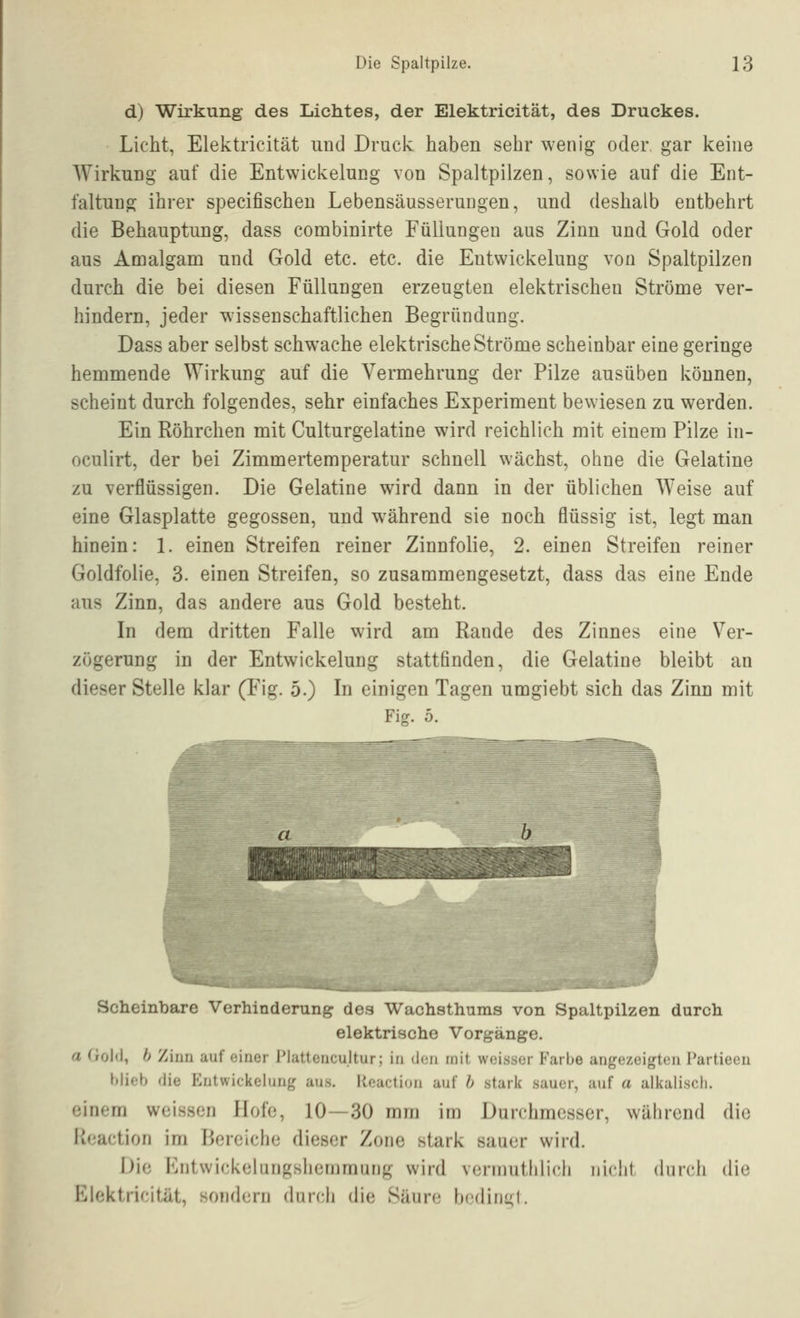 d) Wirkung des Lichtes, der Elektricität, des Druckes. Licht, Elektricität und Druck haben sehr wenig oder gar keine Wirkung auf die Entwickelung von Spaltpilzen, sowie auf die Ent- faltung ihrer specifischeu Lebensäusserungen, und deshalb entbehrt die Behauptung, dass combinirte Füllungen aus Zinn und Gold oder aus Amalgam und Gold etc. etc. die Entwickelung von Spaltpilzen durch die bei diesen Füllungen erzeugten elektrischen Ströme ver- hindern, jeder wissenschaftlichen Begründung. Dass aber selbst schwache elektrische Ströme scheinbar eine geringe hemmende Wirkimg auf die Vermehrung der Pilze ausüben können, scheint durch folgendes, sehr einfaches Experiment bewiesen zu werden. Ein Röhrchen mit Culturgelatine wird reichlich mit einem Pilze in- oculirt, der bei Zimmertemperatur schnell wächst, ohne die Gelatine zu verflüssigen. Die Gelatine wird dann in der üblichen Weise auf eine Glasplatte gegossen, und während sie noch flüssig ist, legt man hinein: 1. einen Streifen reiner Zinnfolie, 2. einen Streifen reiner Goldfolie, 3. einen Streifen, so zusammengesetzt, dass das eine Ende aus Zinn, das andere aus Gold besteht. In dem dritten Falle wird am Rande des Zinnes eine Ver- zögerung in der Entwickelung stattfinden, die Gelatine bleibt an dieser Stelle klar (Fig. 5.) In einigen Tagen umgiebt sich das Zinn mit Fig. 5. Scheinbare Verhinderung des Wachsthums von Spaltpilzen durch elektrische Vorgänge. a (iold, h Zinn auf einer Plattencultur; in den mit weisser Farbe angezeigten Partieen hlieh die Entwickelung aus. Reaction auf h stark sauer, auf a alkalisch. einem weissen Hofe, 10—30 mm im Durchmesser, während die Reaction im Bereiche dieser Zone stark sauer wird. Die Kntwickelungsliemmung wird verirmtlilicli niclit durch die Elektricität, sondern durch die Säure bedini;!.