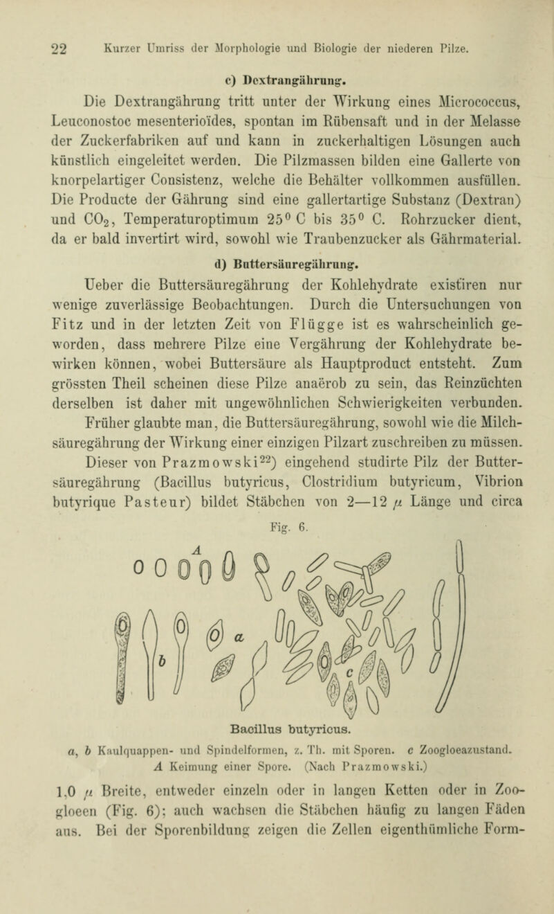 c) Dcxtrangährnng'. Die Dextraugährung tritt unter der AVirkung eines Micrococcus, Leuconostoc mesenterioides, spontan im Rübensaft und in der Melasse der Zuckerfabriken auf und kann in zuckerhaltigen Lösungen auch künstlich eingeleitet werden. Die Pilzraassen bilden eine Gallerte von knorpelartiger Consistenz, welche die Behälter vollkommen ausfüllen. Die Producte der Gährung sind eine gallertartige Substanz (Dextran) und CO2, Temperaturoptimum 25^ C bis 35^ C. Rohrzucker dient, da er bald invertirt wird, sowohl wie Traubenzucker als GährmateriaL (1) Battersäuregiilirung. lieber die Buttersäuregährung der Kohlehydrate exist'iren nur wenige zuverlässige Beobachtungen. Durch die Untersuchungen von Fitz und in der letzten Zeit von Flügge ist es wahrscheinlich ge- worden, dass mehrere Pilze eine Vergährung der Kohlehydrate be- wirken können, wobei Buttersäure als Hauptproduct entsteht. Zum grössten Theil scheinen diese Pilze anaerob zu sein, das Reinzüchten derselben ist daher mit ungewöhnlichen Schwierigkeiten verbunden. Früher glaubte man, die Buttersäuregährung, sowohl wie die Milch- säuregährung der Wirkung einer einzigen Pilzart zuschreiben zu müssen. Dieser von Prazmowski^^) eingehend studirte Pilz der Butter- säuregährung (Bacillus butyricus, Clostridium butyricum, Vibrion butyrique Pasteur) bildet Stäbchen von 2 Fig. 6. 12 fjL Länge und circa 0000 Bacillus butyricus. o, h K.'iulfjuappen- und Spindelformen, z. Th. mit Sporen, c Zoogloeaziistand. A Keimung einer Spore. (Nach Prazraowski.) LO n. Breite, entweder einzeln oder in langen Ketten oder in Zoo- gloeen (Fig. 6): auch wachsen die Stäbchen häufig zu langen Fäden aus. Bei der Sporenbildung zeigen die Zellen eigenthümliche Form-