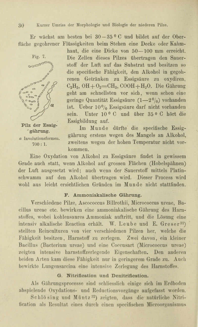 Er wächst am besten bei 30 — 35^0 und bildet auf der Ober- fläche gegohrener Flüssigkeiten beim Stehen eine Decke oder Kalim- haut, die eine Dicke von 50—100 mm erreicht. ^^&- ^- Die Zellen dieses Pilzes übertragen den Sauer- oo«^*^*^ % Stoff der Luft auf das Substrat und besitzen so ^^ die specifische Fähigkeit, den Alkohol in gegoli- ^(P renen Getränken zu Essigsäure zu oxydiren, ^c.^^° <o/J^ C2H5, OH+02=CH3, COOH-f-HaO. Die Gährung ^ ^^ o /) <^°%° ^ rf seht am schnellsten vor sich, wenn schon eine %^ooc,o /] geringe Quantität Essigsäure (1—270) vorhanden Oo l (J^ ist. lieber 10% Essigsäure darf nicht vorhanden sein. Unter 10 ^ C und über 35 0 C hört die Essigbildung auf. ^^' Im Munde dürfte die specifische Essig- , . , sähruno; erstens wegen des Mangels an Alkohol, a Involutionsformen. ^ ^ i i i m 7QQ. j zweitens wegen der hohen lemperatur nicht vor- kommen. Eine Oxydation von Alkohol zu Essigsäure findet in gewissem Grade auch statt, wenn Alkohol auf grossen Flächen (Hobelspähnen) der Luft ausgesetzt wird; auch wenn der Sauerstoff mittels Platin- schwamm auf den Alkohol übertragen wird. Dieser Process wird wohl aus leicht ersichtlichen Gründen im Munde nicht stattfinden. F. Ammoniakalische Gährung. Verschiedene Pilze, Ascococcus Billrothii, Micrococcus ureae, Ba- cillus ureae etc. bewirken eine ammoniakalische Gährung des Harn- stoffes, wobei kohlensaures Ammoniak auftritt, und die Lösung eine intensiv alkalische Reaction erhält. W. Leube und E. Greser-'^^) stellten Reinculturen von vier verschiedenen Pilzen her, welche die Plihigkeit besitzen, Harnstoff zu zerlegen. Zwei davon, ein kleiner Bacillus (Bacterium ureae) und eine Coccusart (Micrococcus ureae) zeigten intensive harnstoffzerlegende Eigenschaften. Den anderen beiden Arten kam diese Fähigkeit nur in geringerem Grade zu. Auch bewirkte Lungcnsarcina eine intensive Zerlegung des Harnstoffes. G. Nitriücation und Denitrification. Als Gährungsprocesse sind schliesslich einige sich im Erdboden abspielende Oxydations- und Rcductionsvorgänge aufgefasst worden. Schlösing und Müntz'^^^ zeigten, dass die natürliche Nitri- fication als Resultat eines durch einen specifischen Microorgauismus