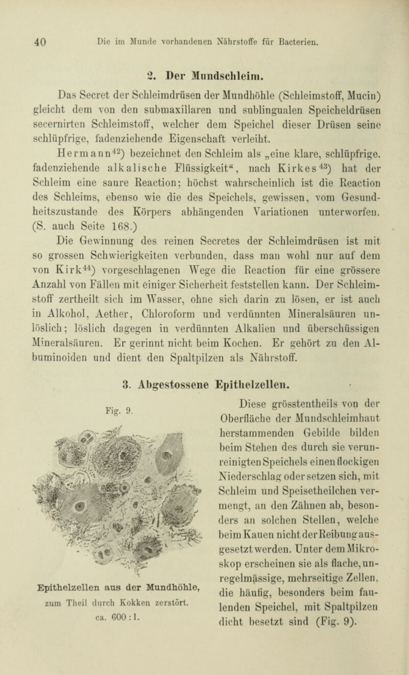 2. Der Mundschleim. Das Secret der Schleimdrüsen der Mundhöhle (Schleimstoff, Mucin) gleicht dem von den submaxillaren und sublingualen Speicheldrüsen seceniirten Schleimstoff, welcher dem Speichel dieser Drüsen seine schlüpfrige, fadenziehende Eigenschaft verleiht. Herrnann^^^ bezeichnet den Schleim als „eine klare, schlüpfrige, fadenziehende alkalische Flüssigkeit, nach Kirkes^^) hat der Schleim eine saure Reaction; höchst wahrscheinlich ist die Reaction des Schleiras, ebenso wie die des Speichels, gewissen, vom Gesund- heitszustande des Körpers abhängenden Variationen unterworfen. (S. auch Seite 168.) Die Gewinnung des reinen Secretes der Schleimdrüsen ist mit so grossen Schwierigkeiten verbunden, dass man wohl nur auf dem von Kirk^4) vorgeschlagenen Wege die Reaction für eine grössere Anzahl von Fällen mit einiger Sicherheit feststellen kann. Der Schleim- stoff zertheilt sich im Wasser, ohne sich darin zu lösen, er ist auch in Alkohol, Aether, Chloroform und verdünnten Mineralsäuren un- löslich ; löslich dagegen in verdünnten Alkalien und überschüssigen Mineralsäuren. Er gerinnt nicht beim Kochen. Er gehört zu den Al- buminoiden und dient den Spaltpilzen als Nährstoff. 3. Abgestossene Epithelzellen. Diese grösstentheils von der Oberfläche der Mundschleimhaut herstammenden Gebilde bilden beim Stehen des durch sie verun- reinigten Speichels einen flockigen Niederschlag oder setzen sich, mit Schleim und Speisetheilchen ver- mengt, an den Zähnen ab, beson- ders an solchen Stellen, welche beim Kauen nicht der Reibung aus- gesetztwerden. Unter dem Mikro- skop erscheinen sie als flache,un- regelmässige, mehrseitige Zellen, Epithelzellen aus der Mundhöhle, ^.^ j^.^^^^ besonders beim fau- zum Theil durch Kokken zerstört. ^^^^^^^^ Speichel, mit Spaltpilzen '^- ^^^'■^' dicht besetzt sind (Fig. 9). Fie:. 9.