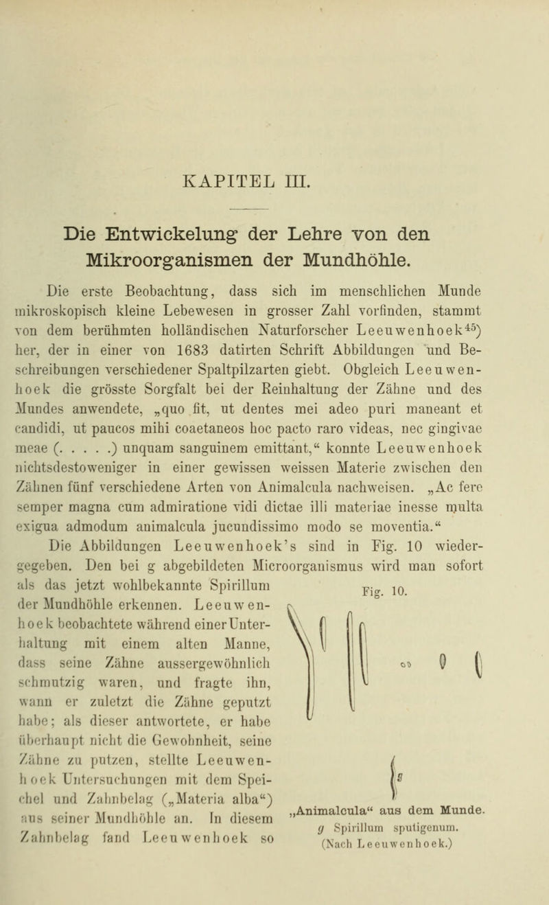 KAPITEL III. Die Entwickelung der Lehre von den Mikroorganismen der MundhöMe. Die erste Beobachtung, dass sich im menschlichen Munde mikroskopisch kleine Lebewesen in grosser Zahl vorfinden, stammt Yon dem berühmten holländischen Naturforscher Leeuwenhoek^^) her, der in einer von 1683 datirten Schrift Abbildungen und Be- schreibungen verschiedener Spaltpilzarten giebt. Obgleich Leeuwen- hoek die grösste Sorgfalt bei der Reinhaltung der Zähne und des Mundes anwendete, „quo fit, ut dentes mei adeo puri maneant et candidi, ut paucos mihi coaetaneos hoc pacto raro videas, nee gingivae meae ( ) unquam sanguinem emittant, konnte Leeuwenhoek nichtsdestoweniger in einer gewissen weissen Materie zwischen den Zähnen fünf verschiedene Arten von Animalcula nachweisen. „Ac fere semper magna cum admiratione vidi dictae illi mateiiae inesse n^ulta exigua admodum animalcula jucundissimo modo se moventia. Die Abbildungen Leeuwenhoek's sind in Fig. 10 wieder- gegeben. Den bei g abgebildeten Microorganismus wird man sofort als das jetzt w^ohlbekannte Spirillum der Mundhöhle erkennen. Leeuwen- hoek beobachtete während einer Unter- haltung mit einem alten Manne, dass seine Zähne aussergewöhnlich schmutzig waren, und fragte ihn, wann er zuletzt die Zähne geputzt habe; als dieser antwortete, er habe überhaupt nicht die Gewohnheit, seine Zähne zu putzen, stellte Leeuwen- hoek Untersuchungen mit dem Spei- chel und Zahnbelag („Materia alba) Tif 11 ..1 1 I T ..Animalcula aus dem Munde, •lus seiner Mundhohle an. In diesem  (j Spinlluin spuligciiuin. Zahnbelag fand Leeuwenhoek so (Nach Leeuwenhoek.) Fi^. 10. o;> «