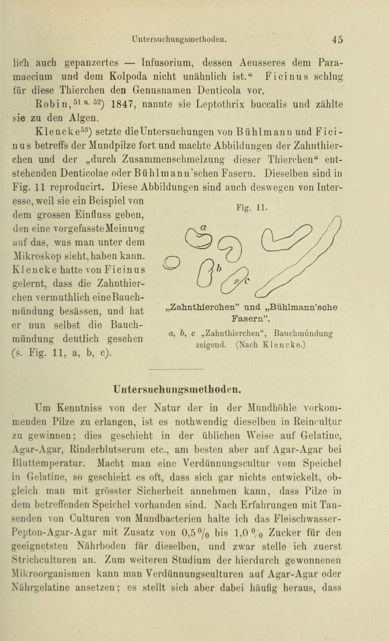 lieh auch gepaozertes — Infusorium, dessen Aeusseres dem Para- maecium und dem Kolpoda nicht unähnlich ist. Ficinus schlug für diese Thierchen den Genusnamen Denticola vor. Robin,^!'^^ ^*2) 1847, nannte sie Leptothrix buccalis und zählte sie zu den Algen. Kiene ke'^^) setzte die Untersuchungen von Bühl mann und Fici- nus betreffs der Mundpilze fort und machte Abbildungen der Zahuthier- chen und der „durch Zusammenschmelzung dieser Thierchen ent- stehenden Denticolae oder Bühlmann'schen Fasern. Dieselben sind in Fig. 11 reproducirt. Diese Abbildungen sind auch deswegen von Inter- esse, weil sie ein Beispiel von dem grossen Einfluss geben, den eine vorgefassteMeinung auf das, was man unter dem Mikroskop sieht,haben kann. Kleucke hatte von Ficinus gelernt, dass die Zahnthier- chen vermuthlich eine Bauch- mündung besässen, und hat er nun selbst die Bauch- mündung deutlich gesehen (s. F'ig. 11, a, b, c). Fiff. 11. „Zalmtliierclien und „Bühlmann'sclie Fasern. a, &, c „Zahnthierchen, Bauchmündung zeigend, (Nach Klencke.) Untersuchungsmelhodeii. Um Kenntniss von der Natur der in der Mundhöhle vorkom- menden Pilze zu erlangen, ist es nothwendig dieselben in Reincultur zu gewinnen; dies geschieht in der üblichen Weise auf Gelatine, Agar-Agar, Rinderblutserum etc., am besten aber auf Agar-Agar bei Bluttemperatur. Macht man eine Verdünnungscultur vom Speichel in Gelatine, so geschieht es oft, dass sich gar nichts entwickelt, ob- gleich man mit grösster Sicherheit annehmen kann, dass Pilze in dem betreffenden Speichel vorhanden sind. Nach Erfahrungen mit Tau- senden von Culturen von Mundbacterien halte ich das Fleischwasser- Pepton-Agar-Agar mit Zusatz von 0,5^0 bis 1,0 ^/o Zucker für den geeignetsten Nährboden für dieselben, und zwar stelle ich zuerst Strichculturen an. Zum weiteren Studium der hierdurch gewonnenen Mikroorganismen kann man Verdünnungsculturen auf Agar-Agar oder Xährgelatine ansetzen; es stellt sich aber dabei häufig heraus, dass