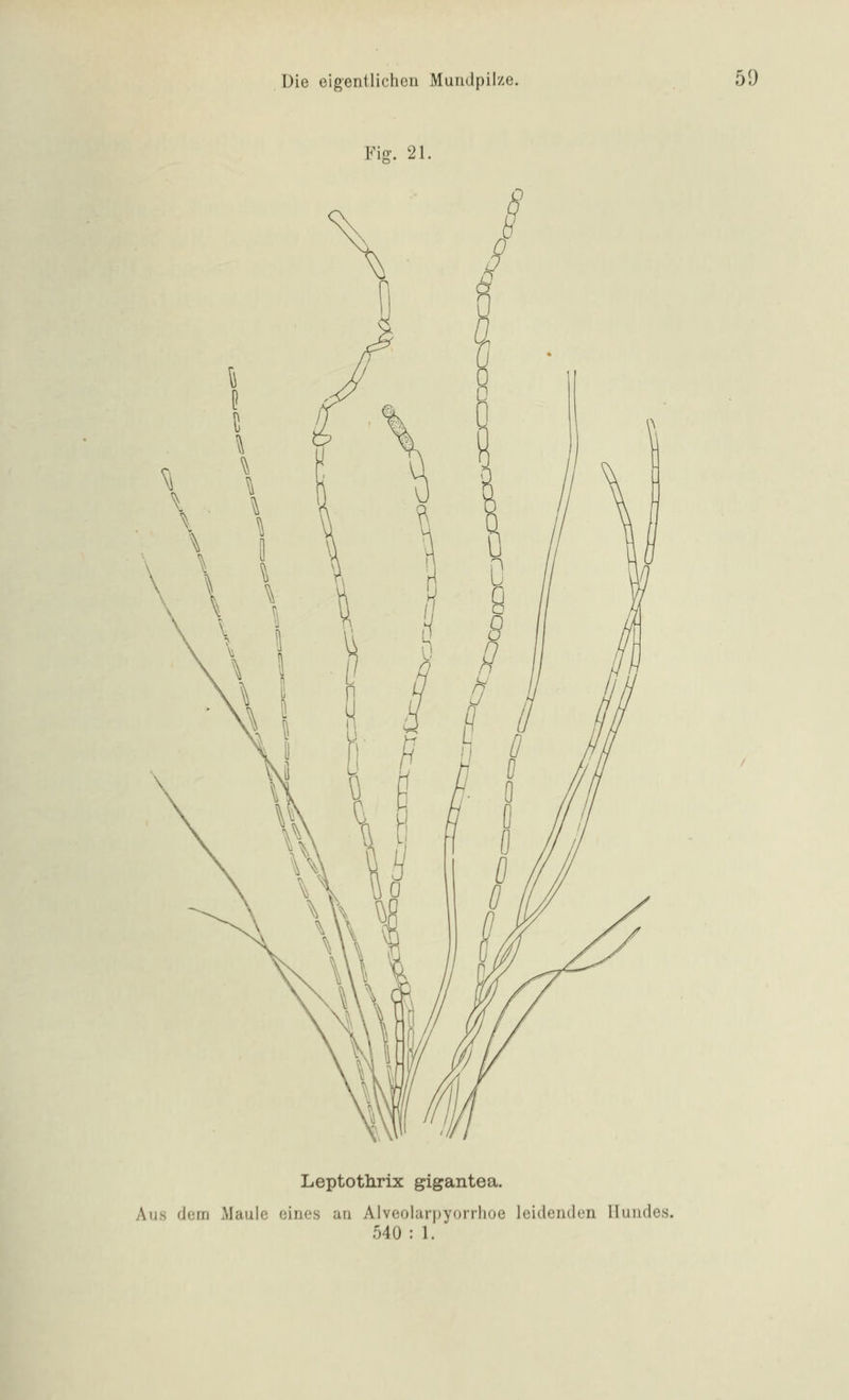 Fig. 21. Leptothrix gigantea. Aus dem Maule eines an Alveolarpyorrhoe leidenden Hundes. 540 : 1.